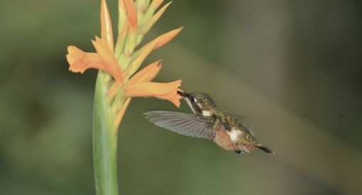 Hummingbirds – Jewelled Messengers