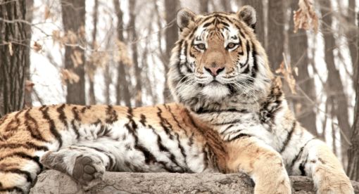 Hunt for the Russian Tiger