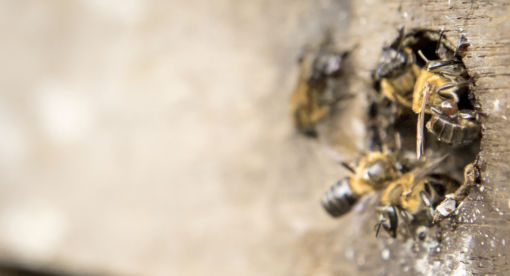Secrets of the Hive