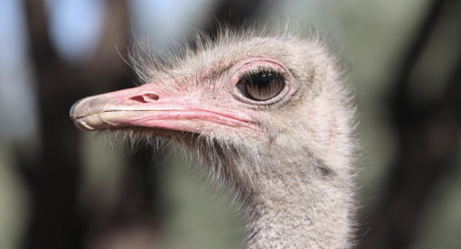 Ostrich – A Life on the Run