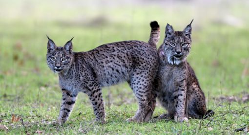 Dehesa – Forest of the Iberian Lynx
