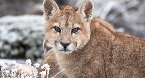 Pumas – Legends of the Ice Mountains