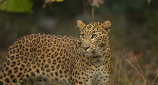 Leopard Dynasty – The Rise of Rana