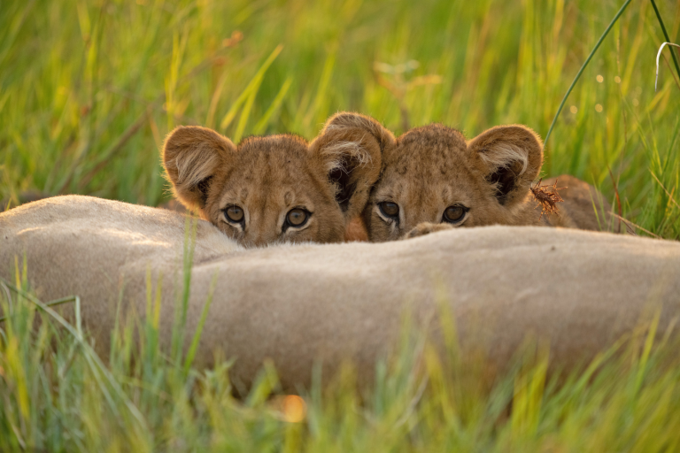Two lion cubs peeking over the back of an adult lioness in a field of tall green grass, their curious eyes looking directly at the camera. The morning light gently illuminates this wild Terra Mater scene.