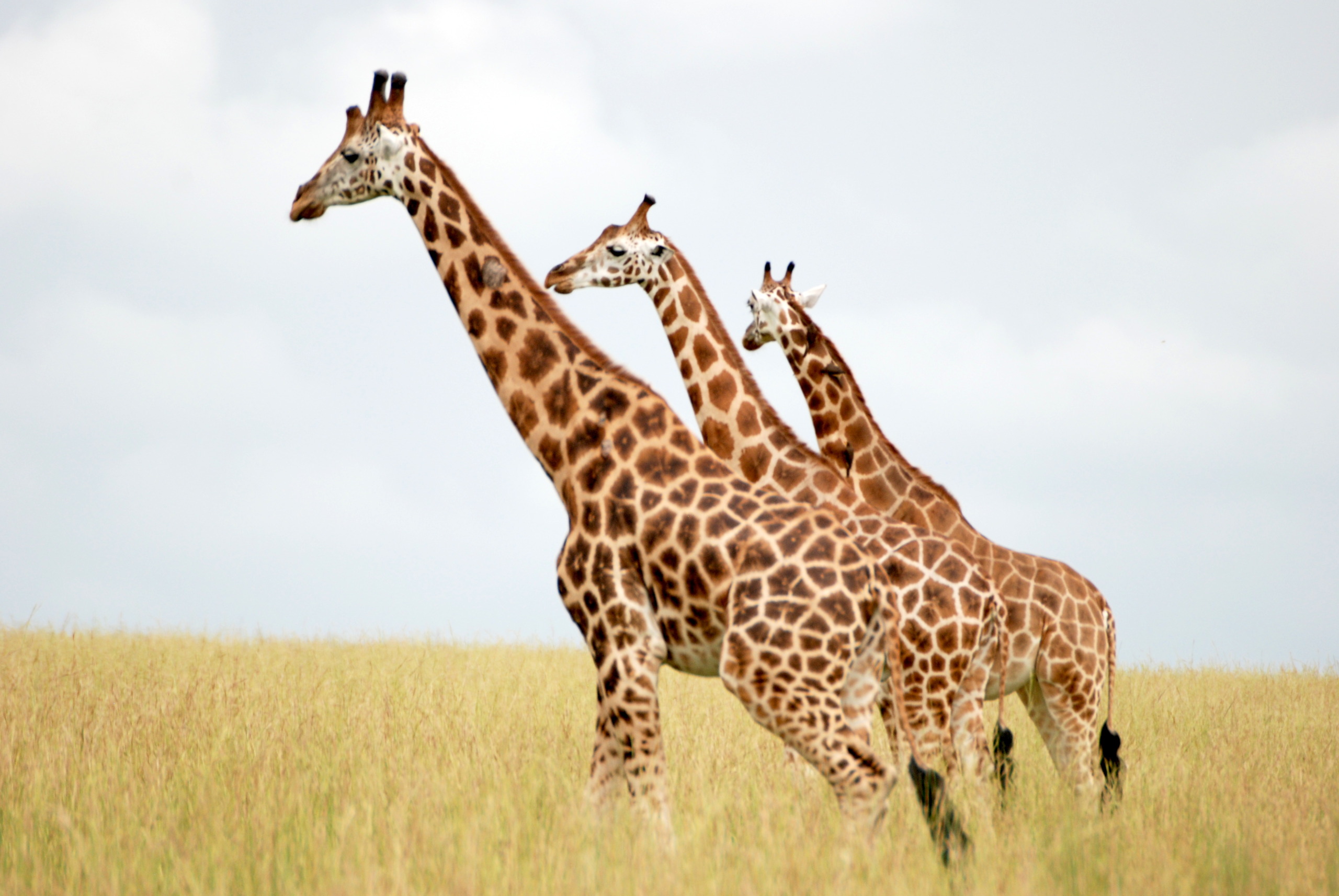 Three graceful giraffes stand in a grassy savannah, aligned in a row and gazing in the same direction. The sky is partly cloudy, creating a serene and natural backdrop that perfectly complements these majestic creatures.