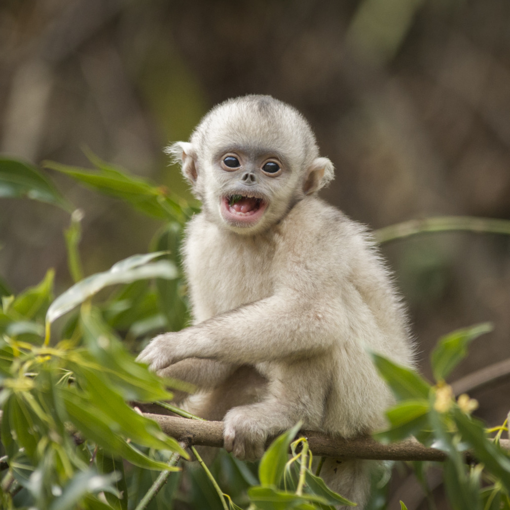 Mystery Monkeys of Shangri-La - Terra Mater Studios