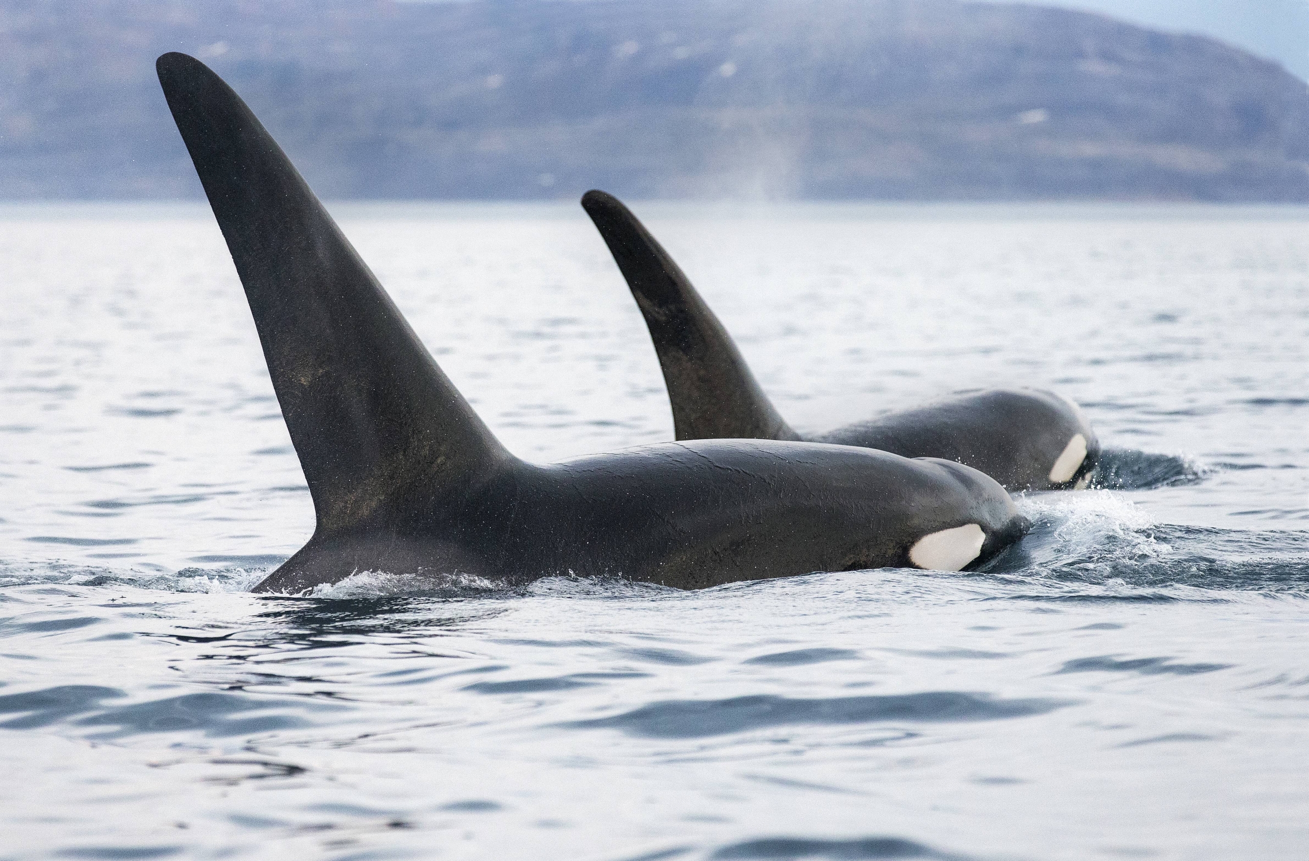 Two killer whales with distinctive black and white markings swim close together in calm ocean waters, their dorsal fins prominently above the surface. A distant, blurred coastline is visible in the background.