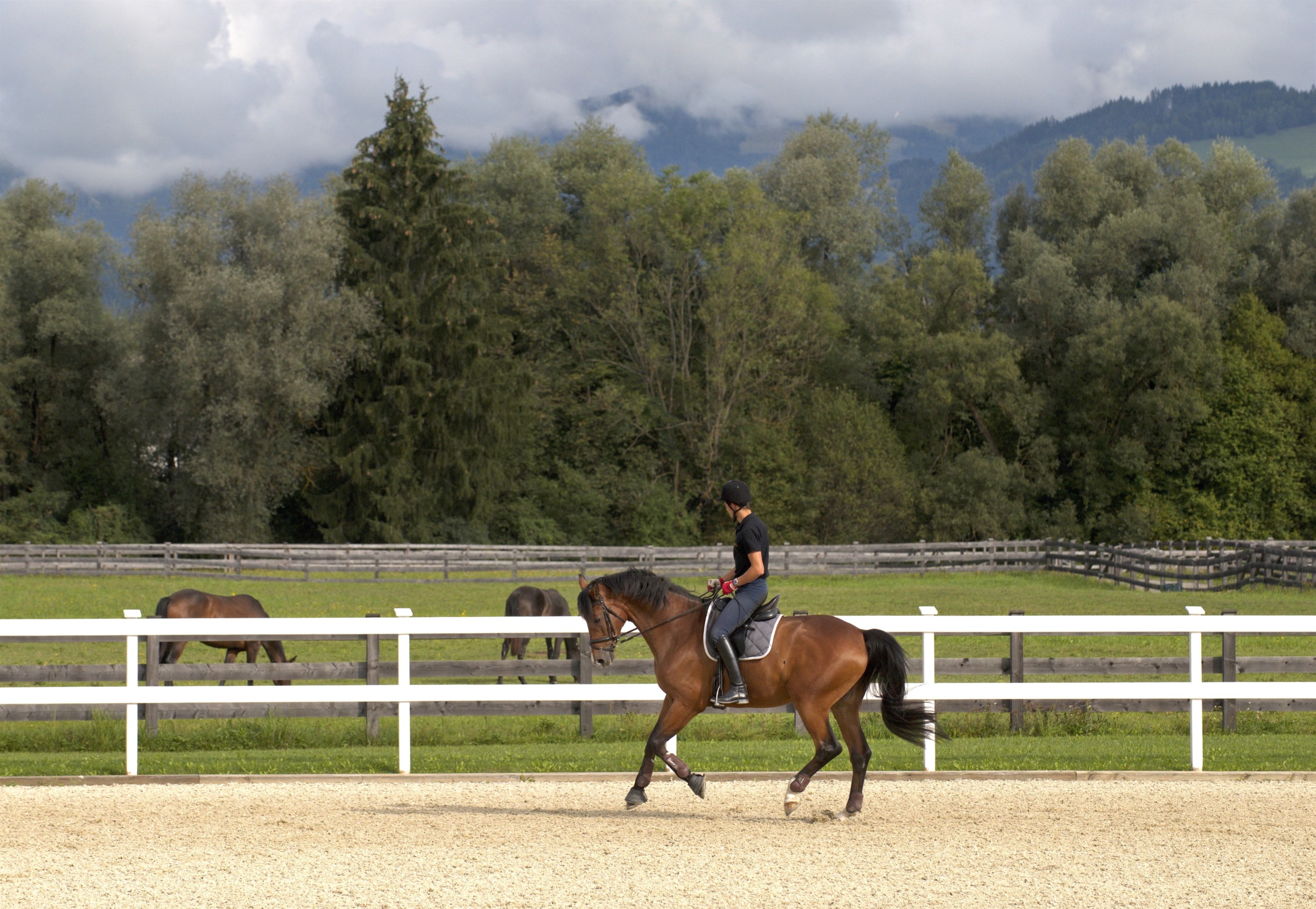 A person rides a magnificent brown horse in a fenced riding arena, with a lush green pasture and grazing horses harmoniously scattered in the backdrop. Tall trees and distant mountains stand under a cloudy sky, adding to the serene spectacle.