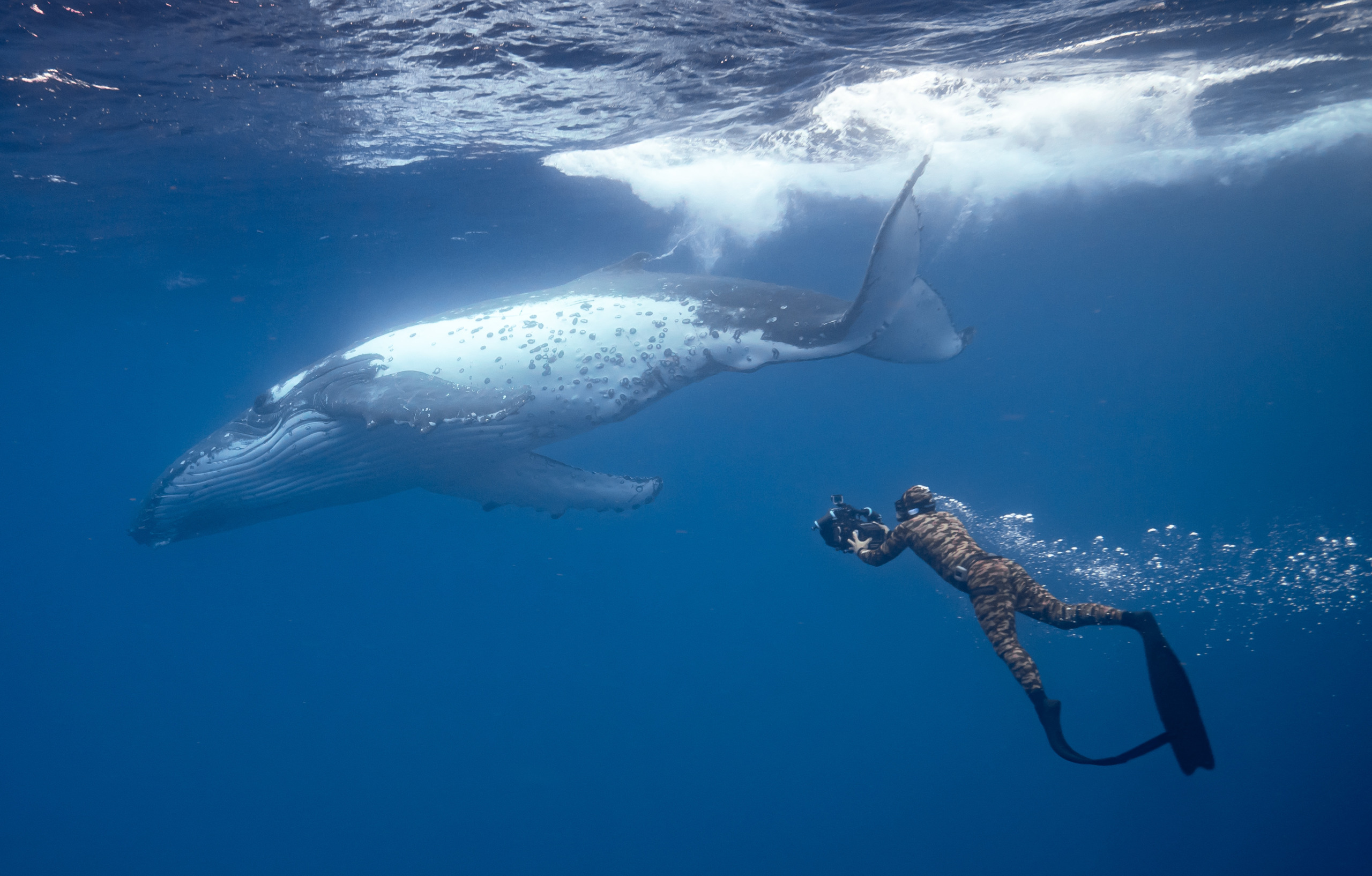 A diver in camouflage gear swims underwater near a large whale, capturing stunning footage with a Watson camera. The ocean water is clear, and sunlight filters down from above, illuminating the mesmerizing scene.