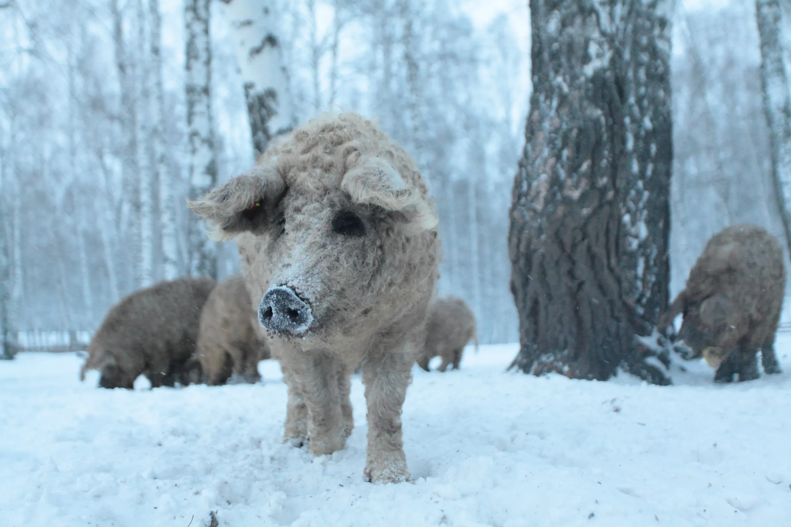 A fluffy pig with a curly coat stands in a snowy forest, its snout dusted with snow. This natural affair highlights the Human/Nature connection, as similar pigs blend into the wintery landscape near the trees.