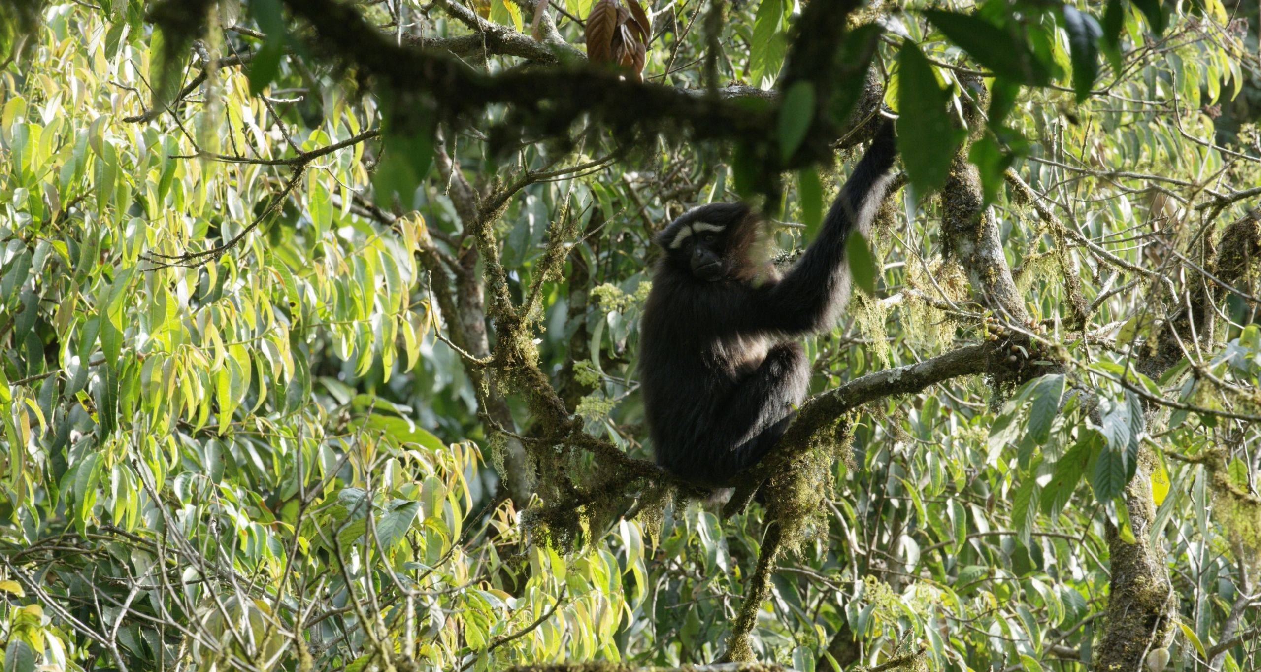 A black monkey with a white face sits on a tree branch surrounded by dense green foliage, almost like an ape with an app navigating its natural world. Sunlight filters through the canopy, casting dappled light on this serene scene as it reaches for leaves with one hand.