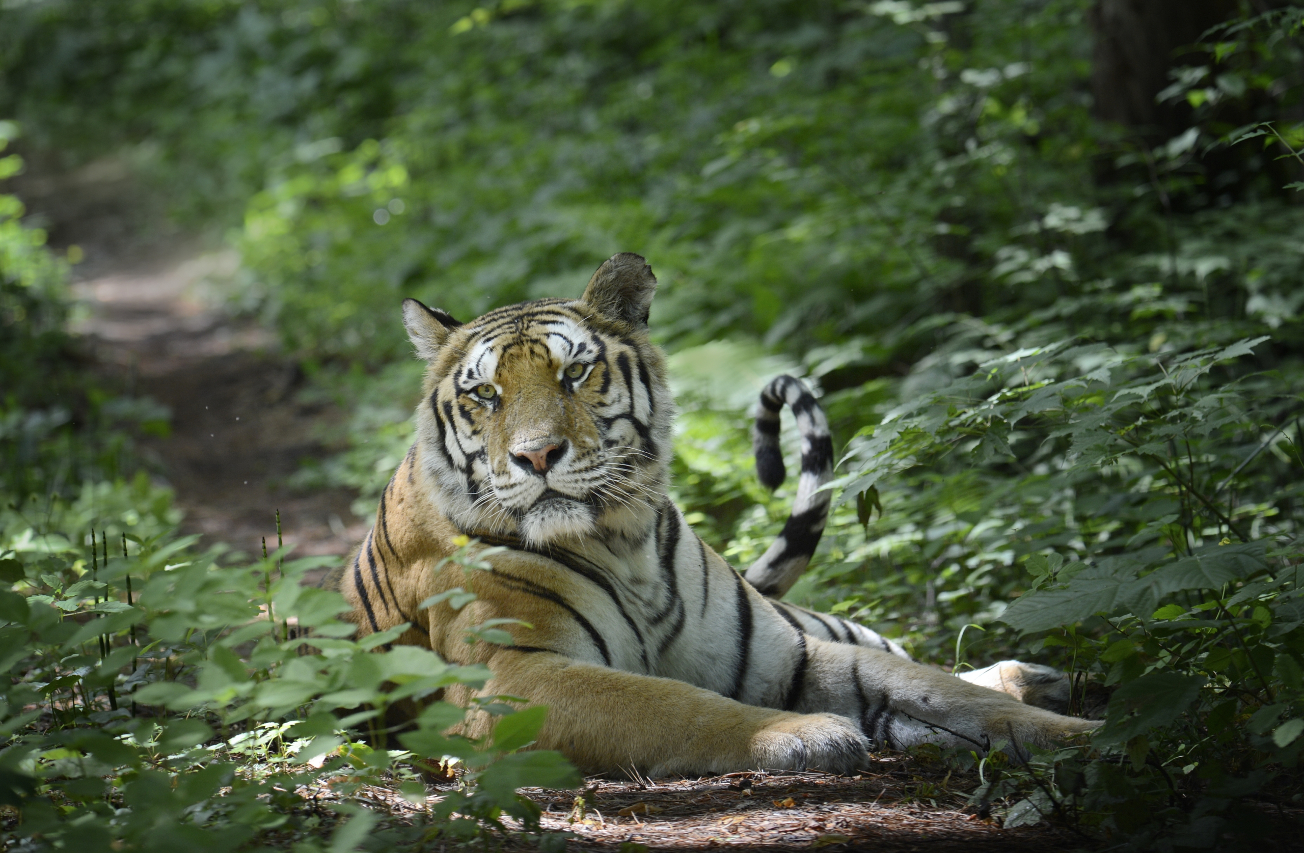 An Amur tiger lies majestically on a forest path, surrounded by lush green foliage. Its piercing gaze is directed toward the camera, and its striped fur is beautifully highlighted by dappled sunlight filtering through the leaves.