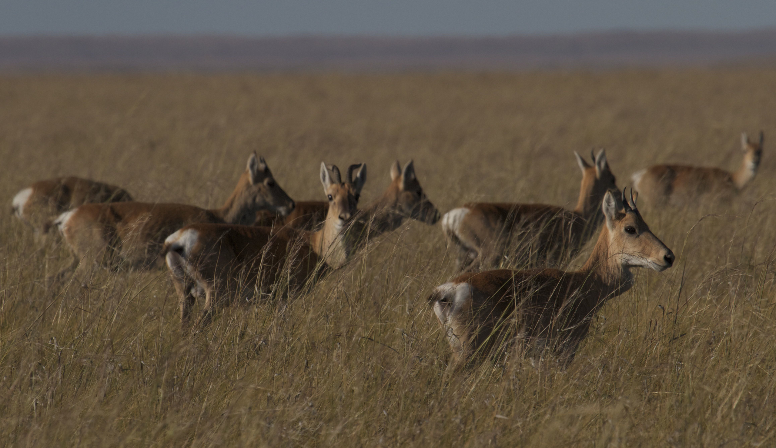 A group of deer stands in a vast, grassy field with tall brown grass. The background suggests an Amur-like horizon under a clear sky. The deer are mostly facing the left, blending seamlessly into the wild landscape.