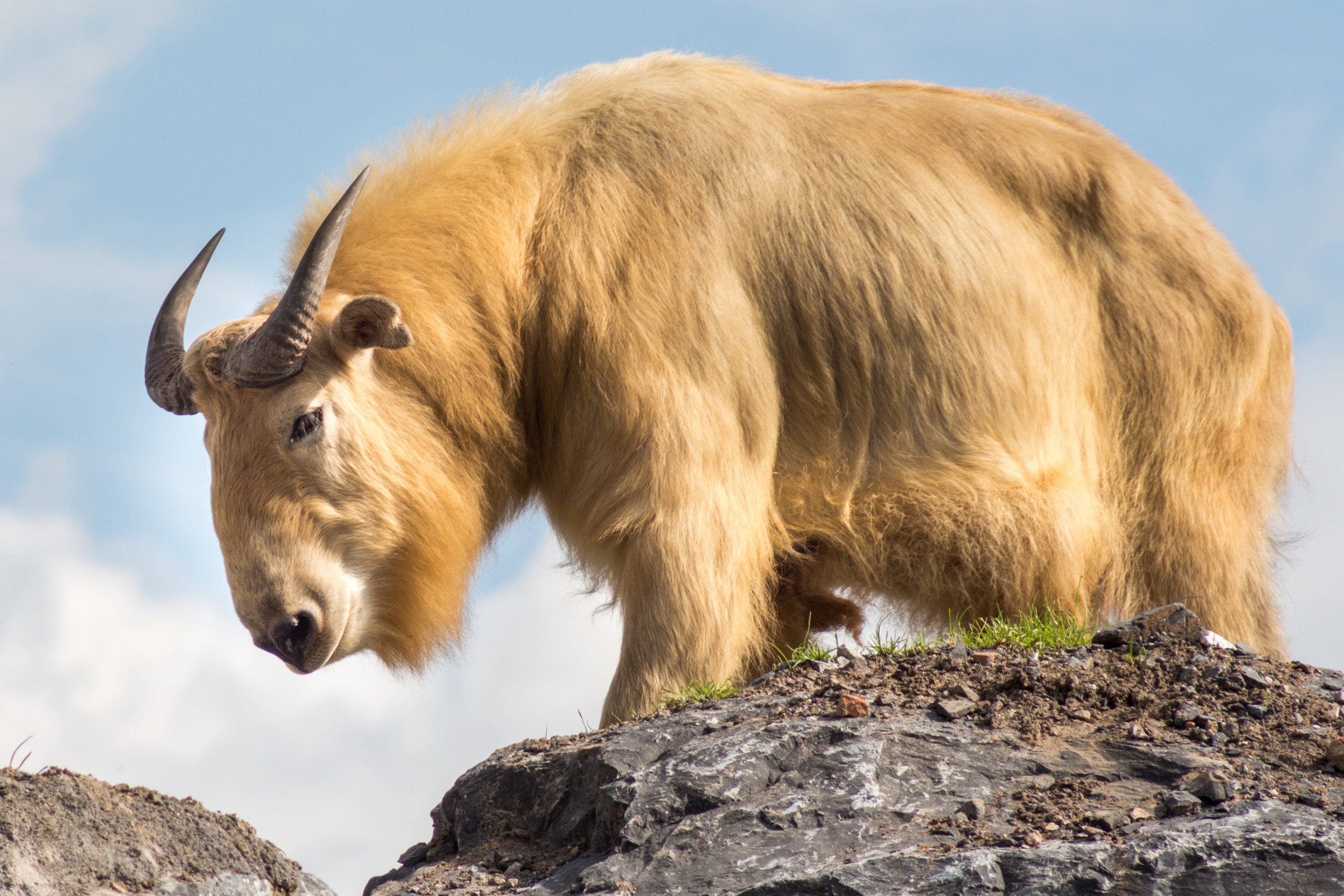 A golden takin, a majestic goat-antelope, stands on a rocky ledge with short, curved horns and a shaggy golden coat. Against the backdrop of a blue sky with scattered clouds, it gazes downward as if pondering its timeless tale.