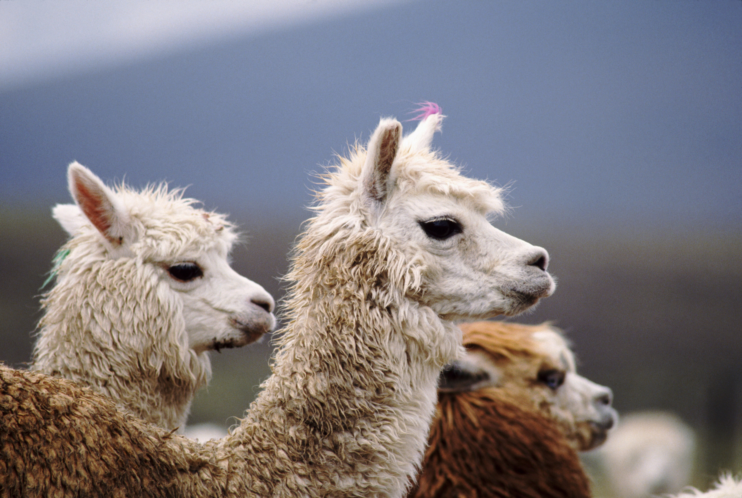Three llamas with fluffy fur stand side by side facing left. The foreground llamas have white fur with the one at the front sporting a small pink decoration on its head. A brown llama is partially visible behind them. A blurred mountainous background is visible.