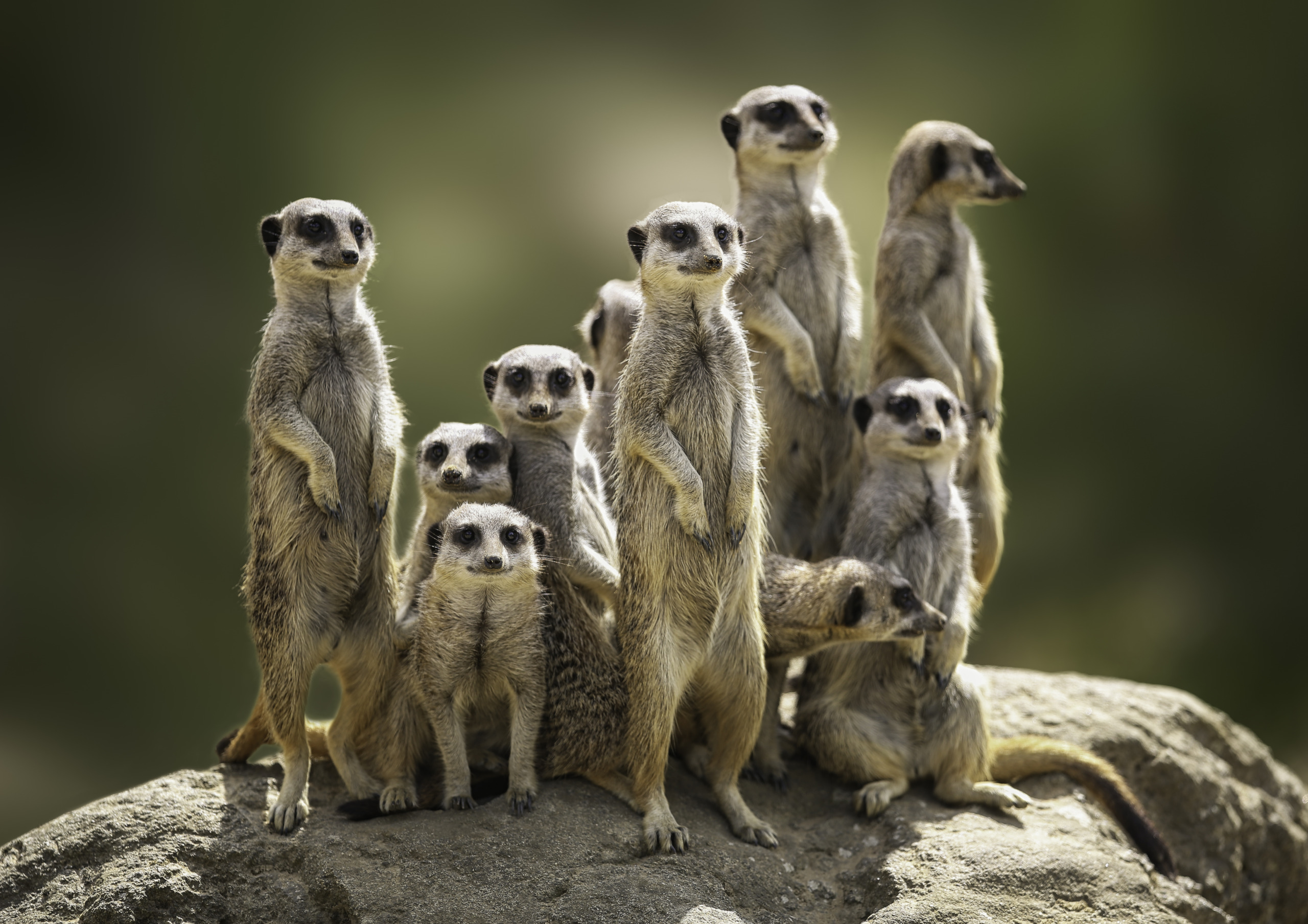 A group of meerkats, these fascinating creatures of the wild, stand closely together on a rock. Some are upright and alert, while others rest. The scene is set against a blurred natural backdrop, highlighting their vigilant nature and tight-knit community culture.