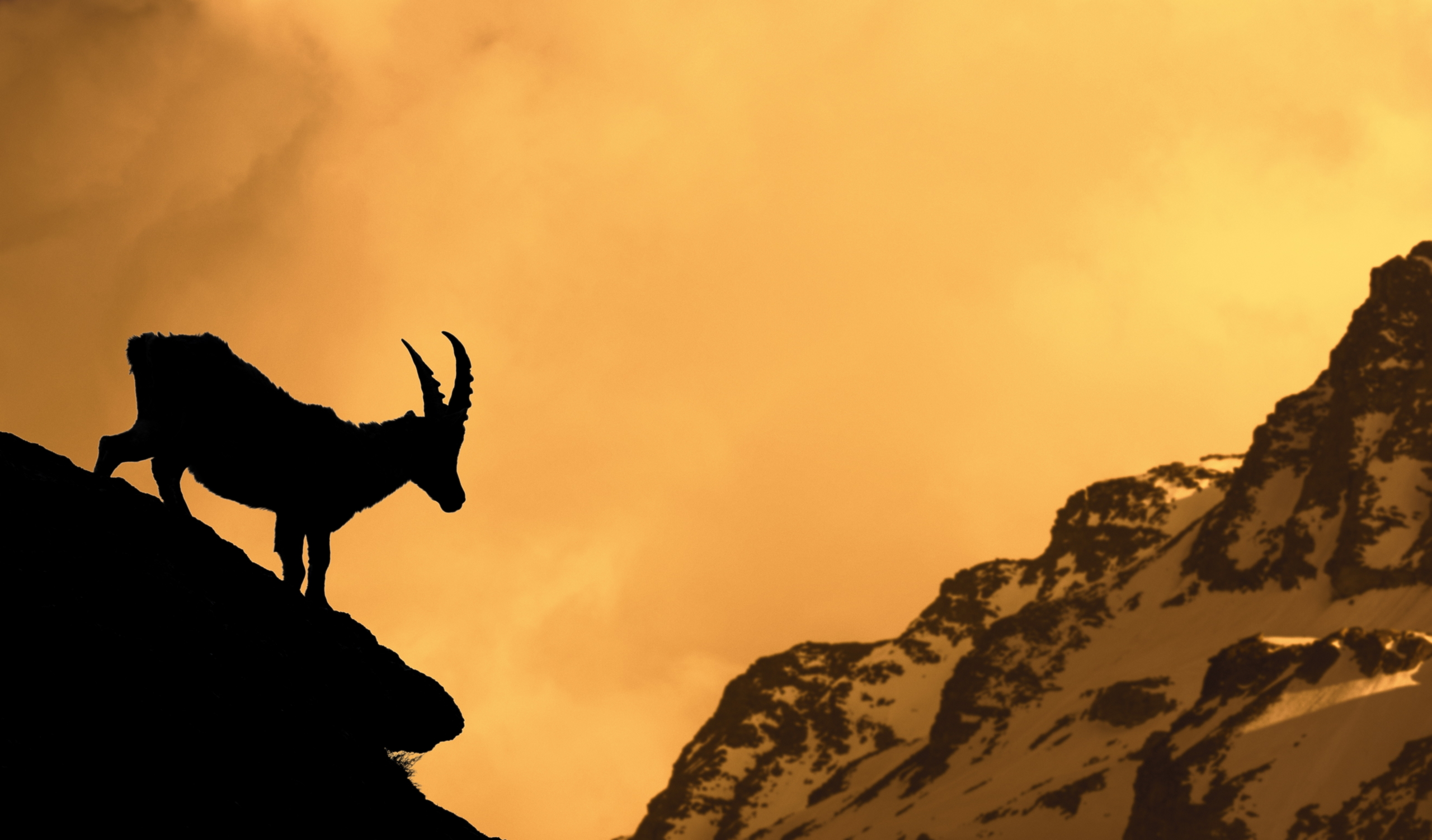Silhouette of a mountain goat standing on a rocky ledge with large horns against a dramatic orange sky, as if conducting an Alpine Symphony with the backdrop of distant snow-capped peaks, reminiscent of Northern Italy's majestic beauty.