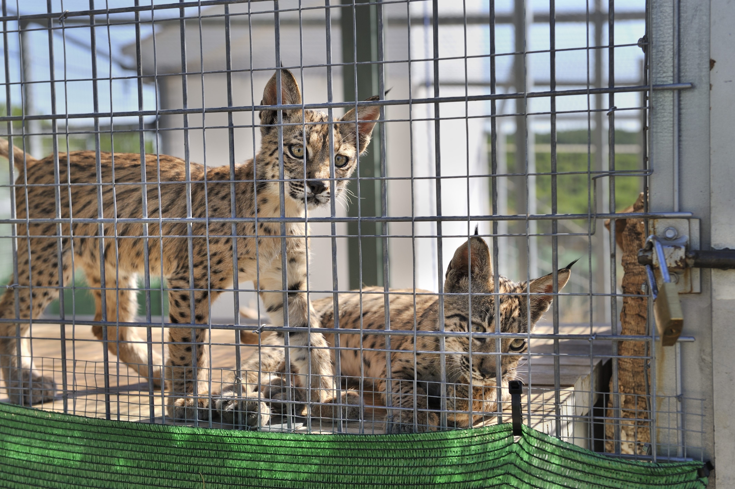 Two lynxes reside in an enclosure at the zoo, one standing and gazing forward while the other lounges leisurely. The wire mesh enclosure, accented with green material at its base, captures sunlight that casts playful shadows on the ground.