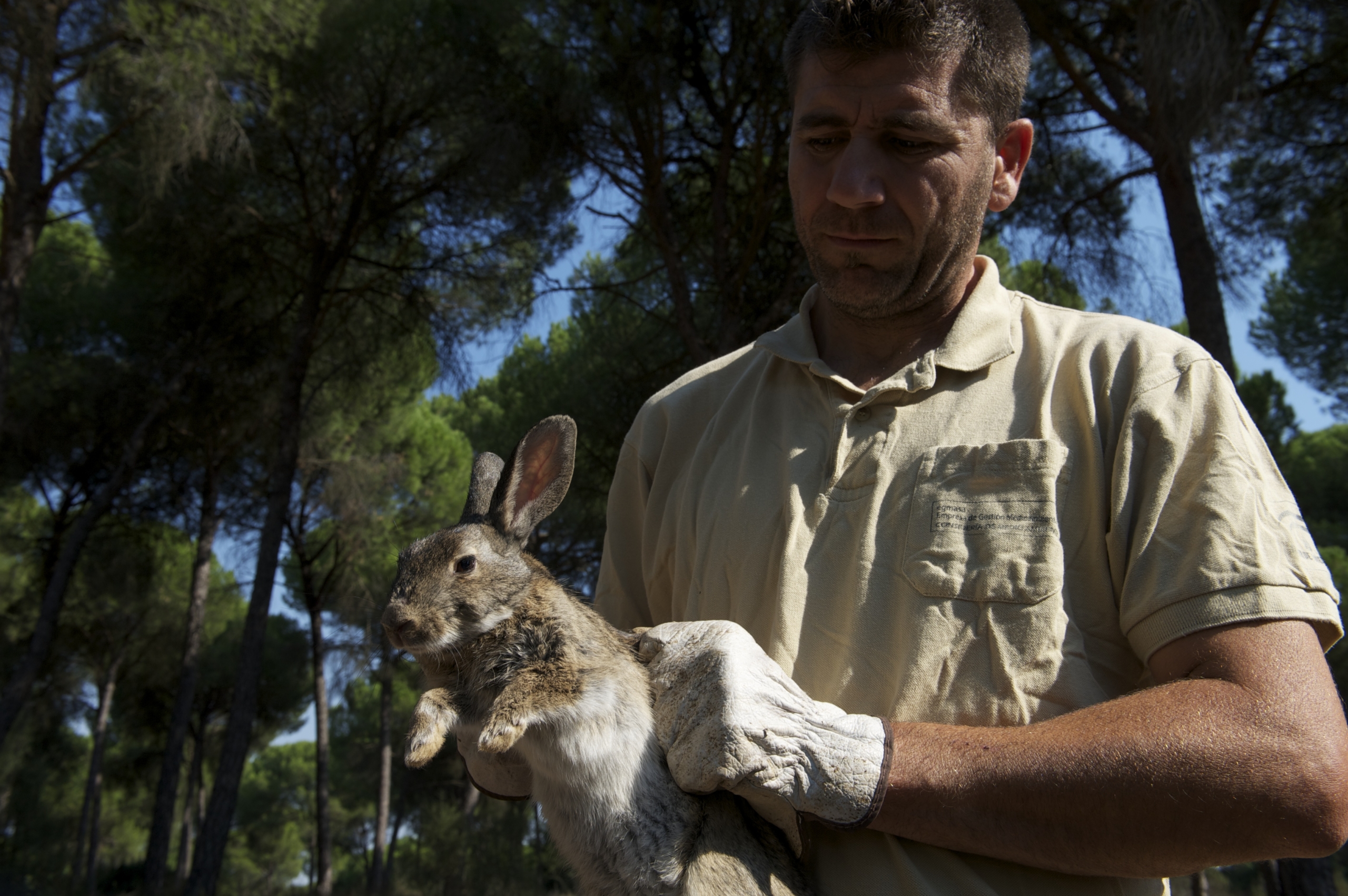 A person in a beige shirt and gloves gently holds a rabbit while a lynx silently observes from the shadows of the forested area, with tall pine trees standing majestically against the clear blue skies.