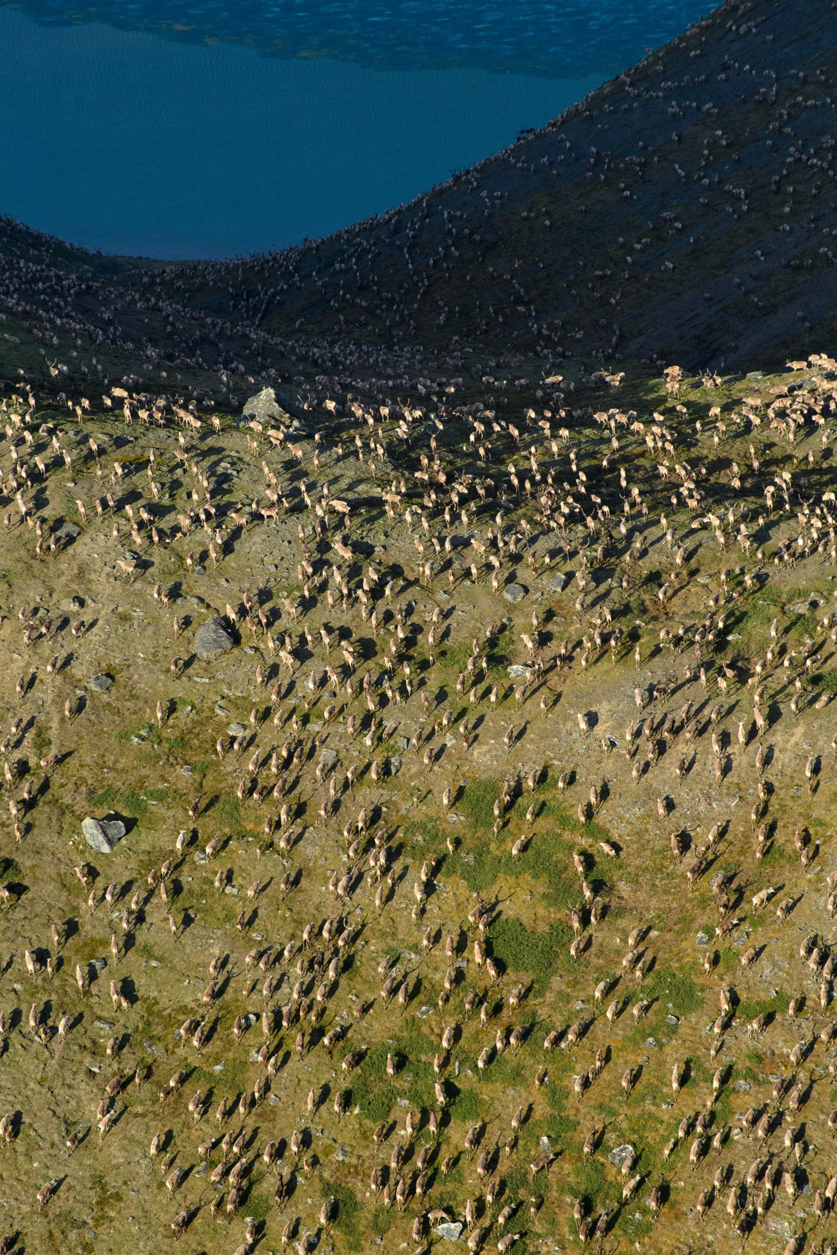 Aerial view of an arctic landscape with a vast herd of reindeer scattered across green hills, a blue water body shimmering in the background under a clear sky. The reindeer create a dense, moving pattern across the stark yet beautiful terrain.