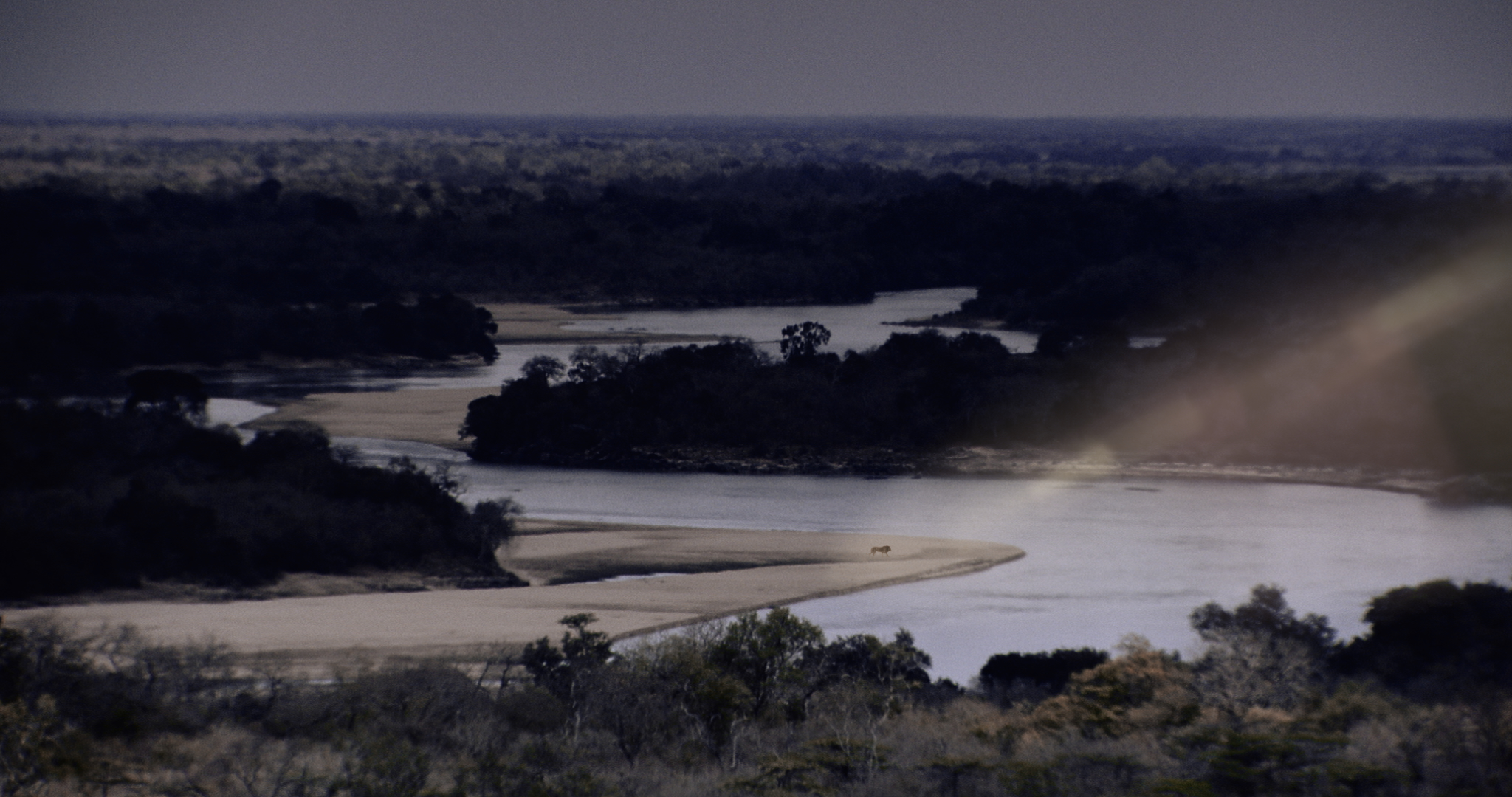 Aerial view of a winding river with dense trees on its banks. A sandy area juts into the river, where the Bastard King of this realm, a solitary animal, stands regally. The landscape extends into a hazy horizon under a dim sky.