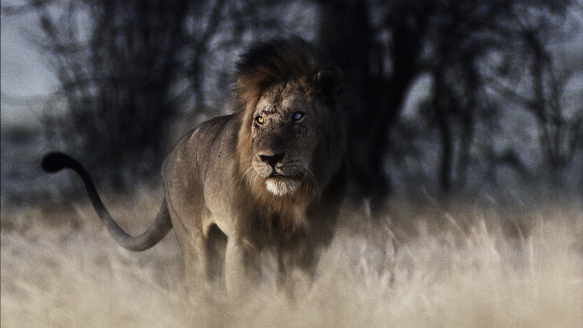 A majestic lion, the Bastard King of the savannah, stands alert in a grassy field with a blurred background of trees. Its mane is prominent, and the lighting casts a soft glow on the scene, creating a dramatic and serene atmosphere.