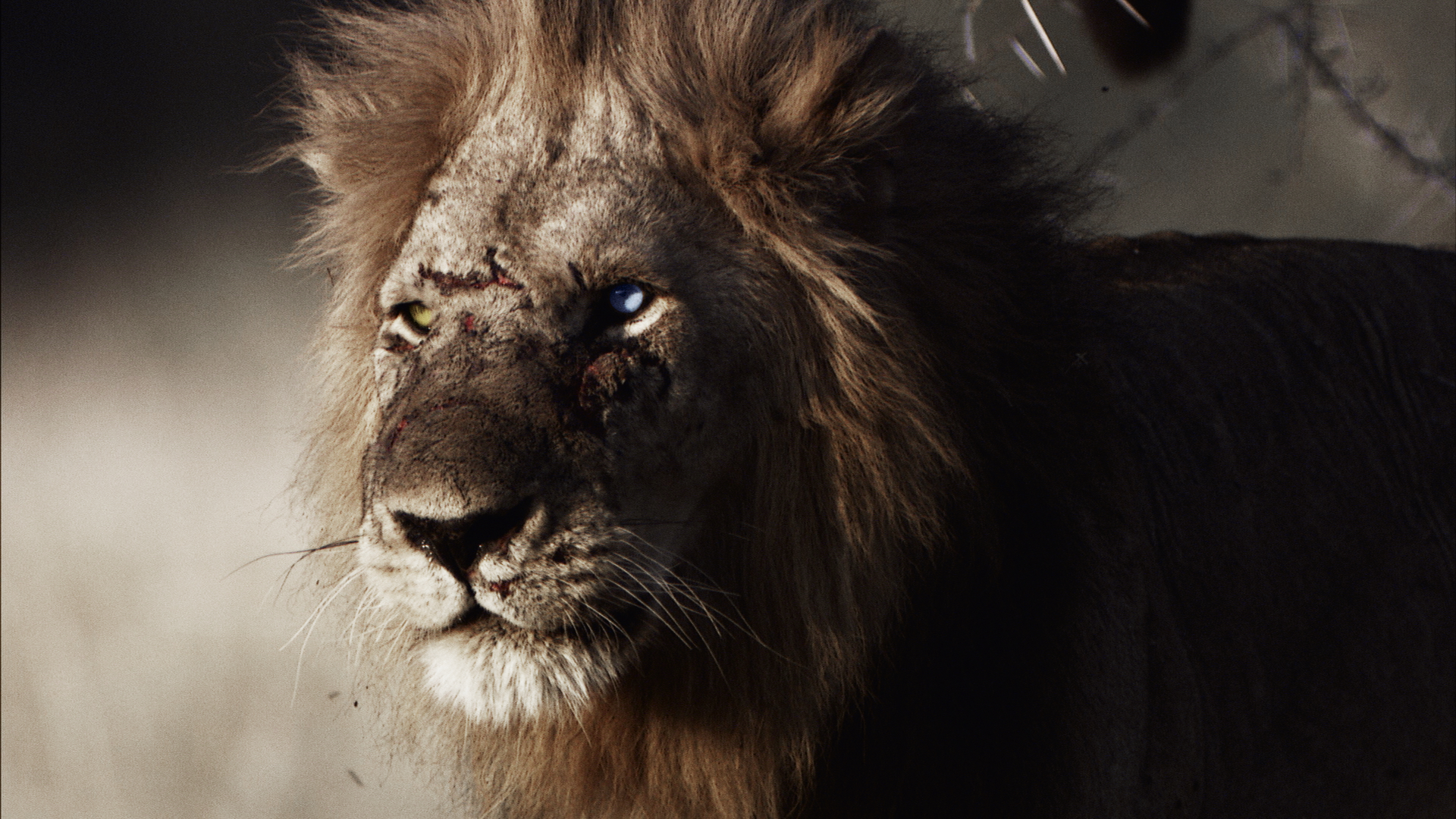 A close-up of the Bastard King lion with a scarred face and one damaged eye, standing in a dimly lit environment. The lion's mane is slightly ruffled, and it looks focused, showcasing its rugged features and powerful presence.