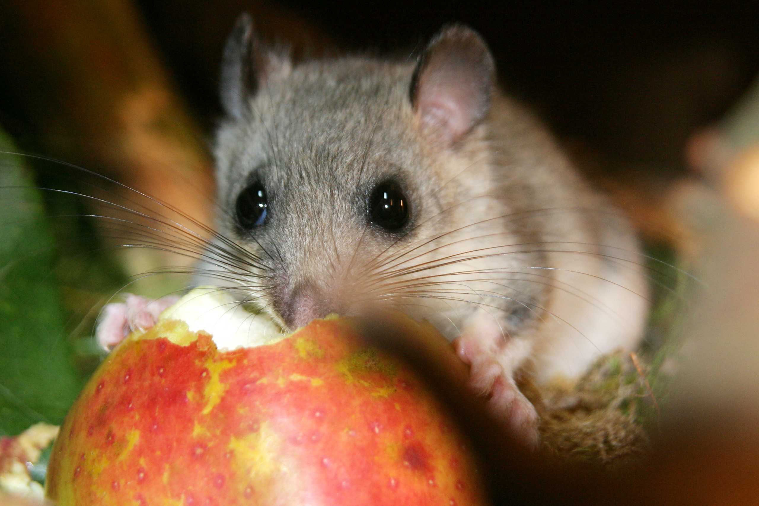 A small, fluffy rodent with large dark eyes is nibbling on a red apple amidst the wonders of nature. Its light brown fur and whiskers are visible, set against a soft, blurred backdrop that whispers 
