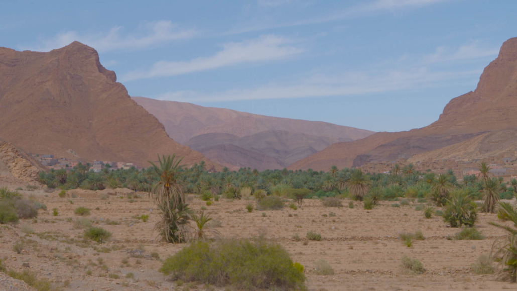 Coneflower Studios filming butterflies in Morocco
