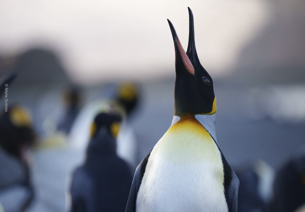 A king penguin stands with its beak open wide, displaying a vibrant orange patch on its neck. Like a star in its own penguin Baywatch, other penguins are blurred in the background against a soft, muted landscape.