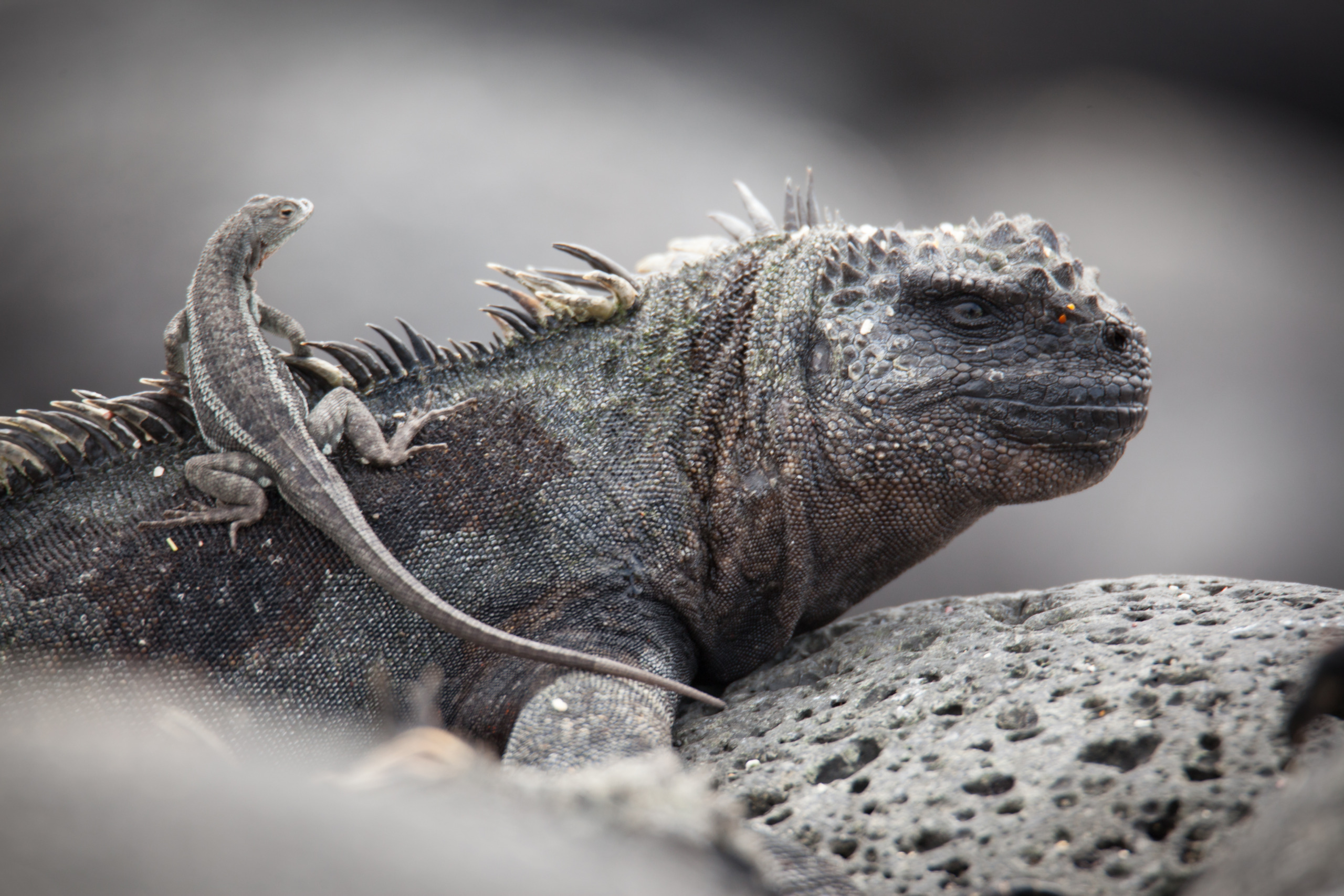 A large iguana rests on a rock with a smaller lizard perched on its back, creating a wild display amidst the natural, rocky environment. The iguana boasts a textured, spiky appearance, reminiscent of performers in nature's own circus.