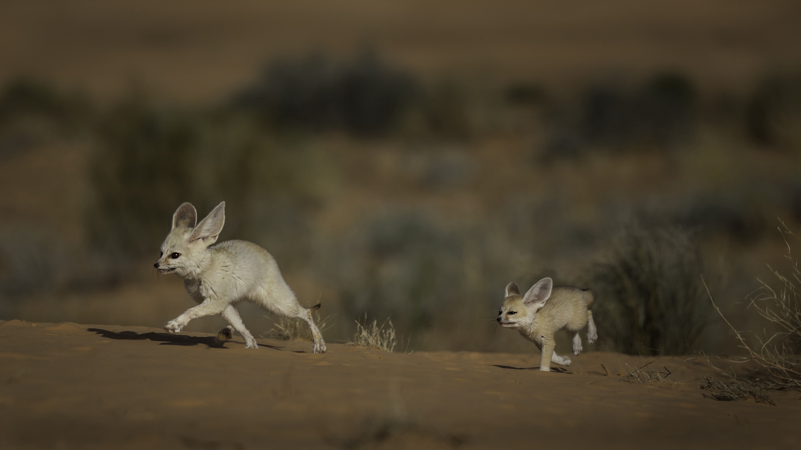 Two fennec foxes, one larger and one smaller, run playfully across a wild, sandy desert landscape. The larger fox is ahead, both flaunting their large ears against the blurred backdrop of desert vegetation.