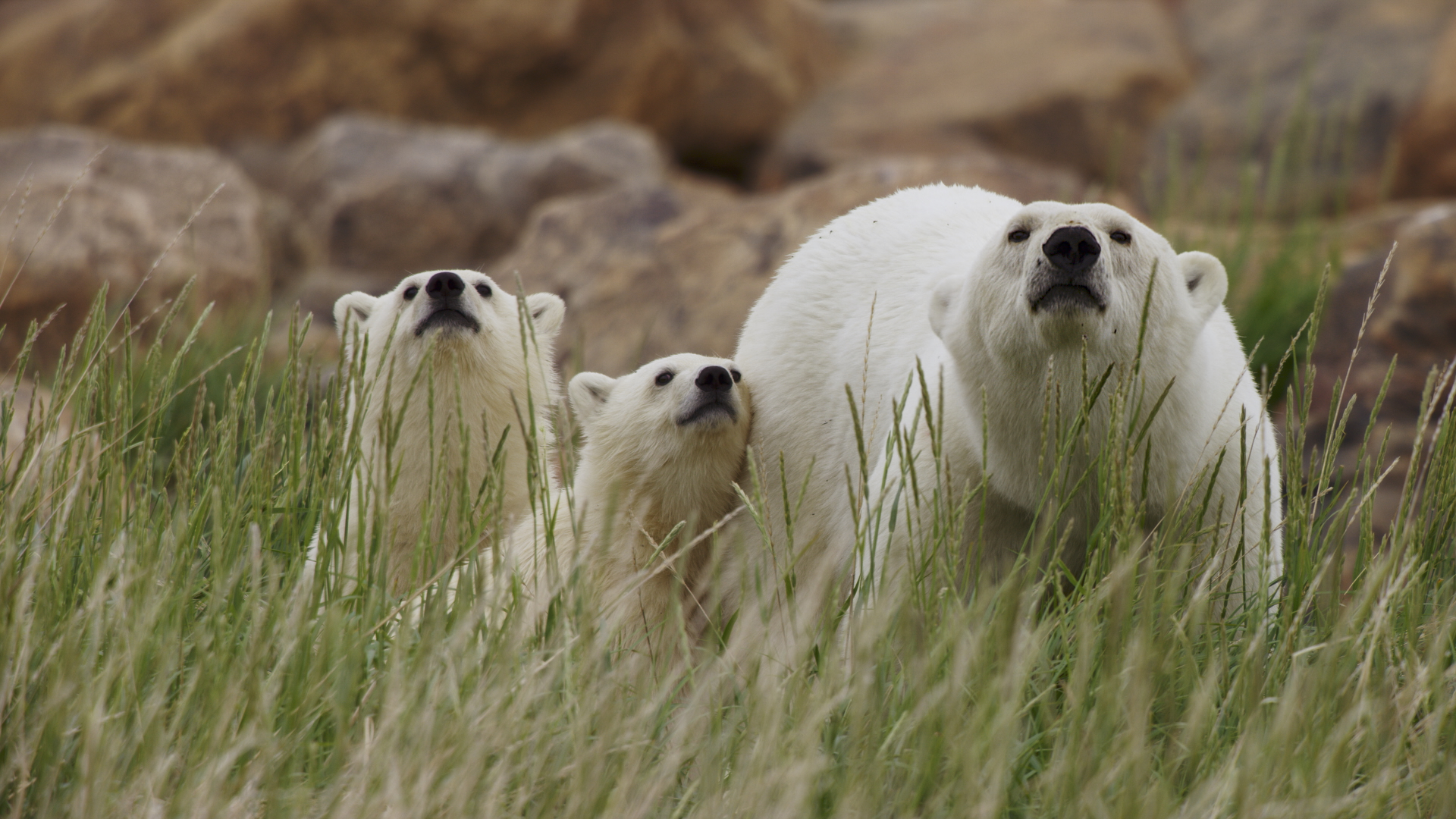A polar bear with two cubs stands in the tall green grass of Canada, looking towards the camera. In the background, large rocks are visible.