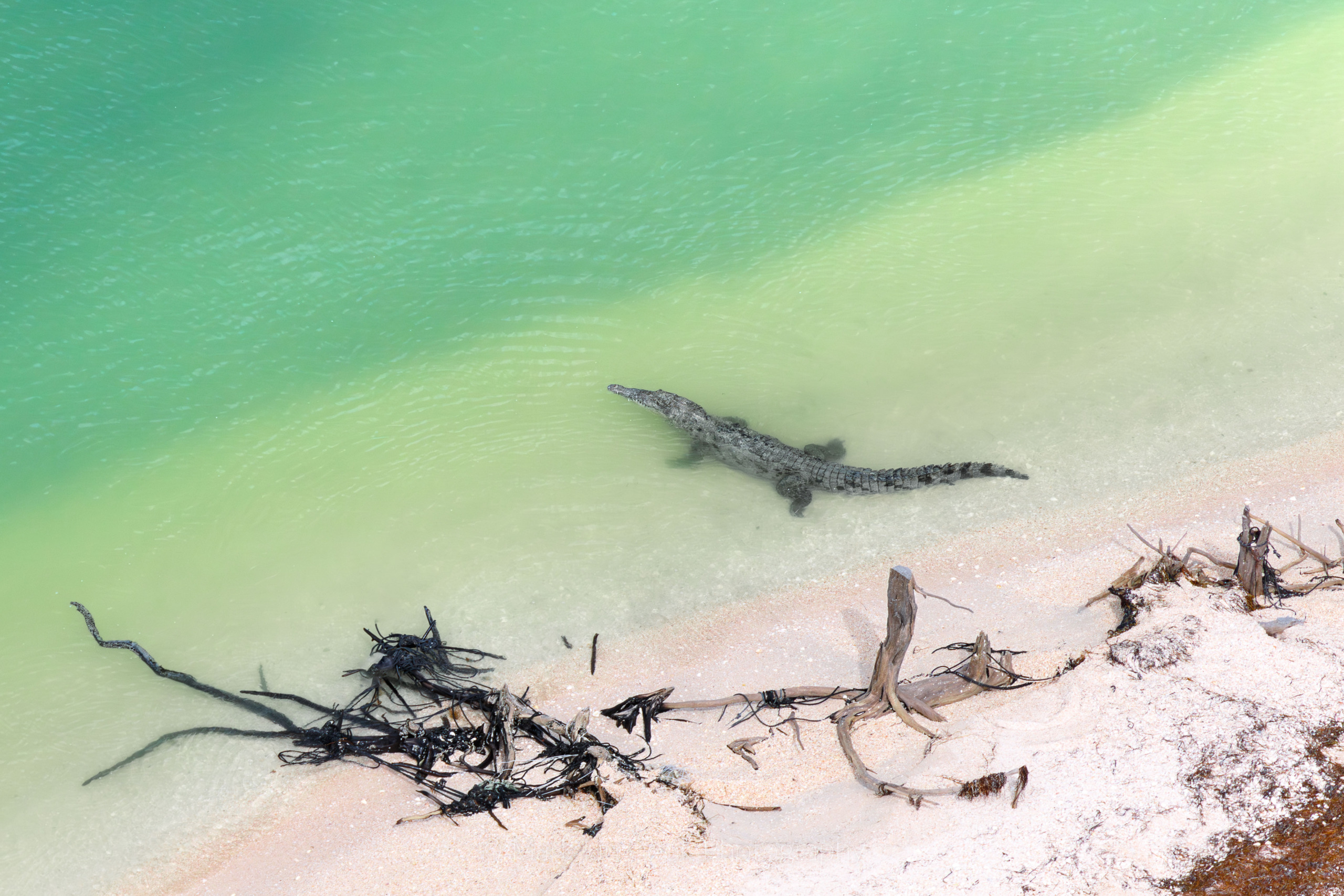 A crocodile swims in the shallow, turquoise waters near a sandy shore dotted with driftwood and dry vegetation. This serene scene captures the natural beauty typical of the Florida Keys, offering a peaceful glimpse into its tranquil beach environment.