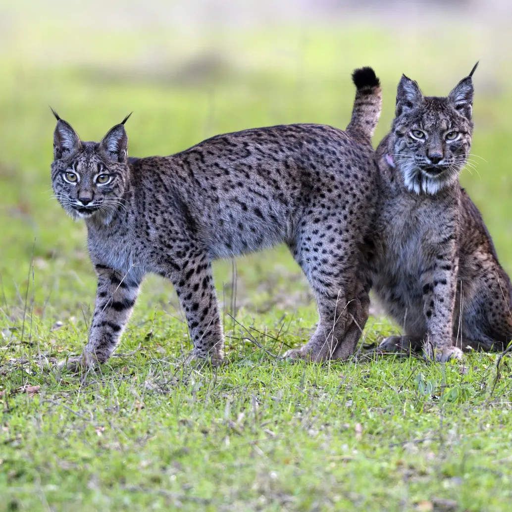 In a sun-dappled dehesa, two Iberian lynxes grace the grassy field. One stands with its head turned toward the camera, while the other sits nearby. Their tufted ears and dappled coats blend harmoniously with the natural backdrop.
