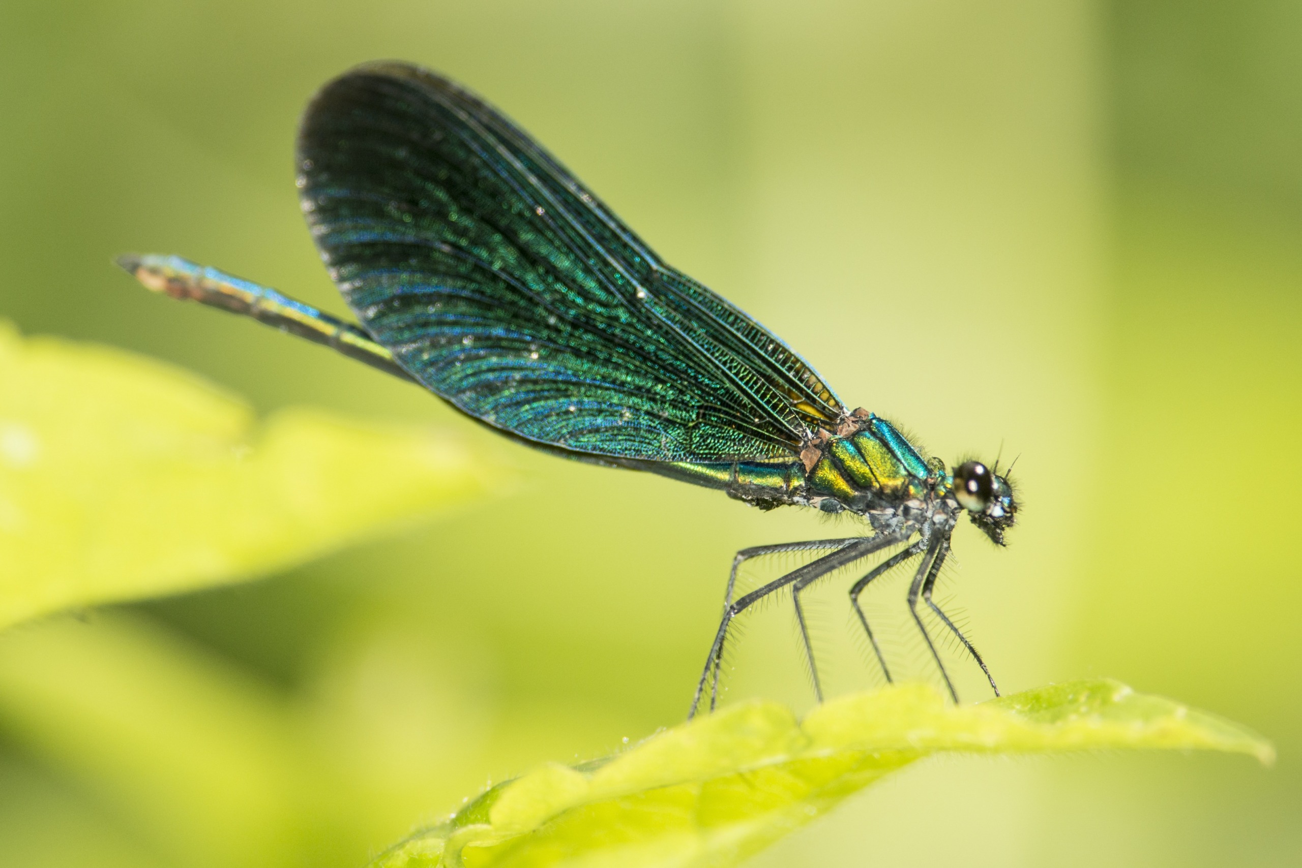 A close-up of a vibrant blue and green damselfly perched on a leaf evokes the elegance of mythical dragons. The insect's iridescent wings shimmer, and its slender body is captured in sharp detail against a blurred green background.