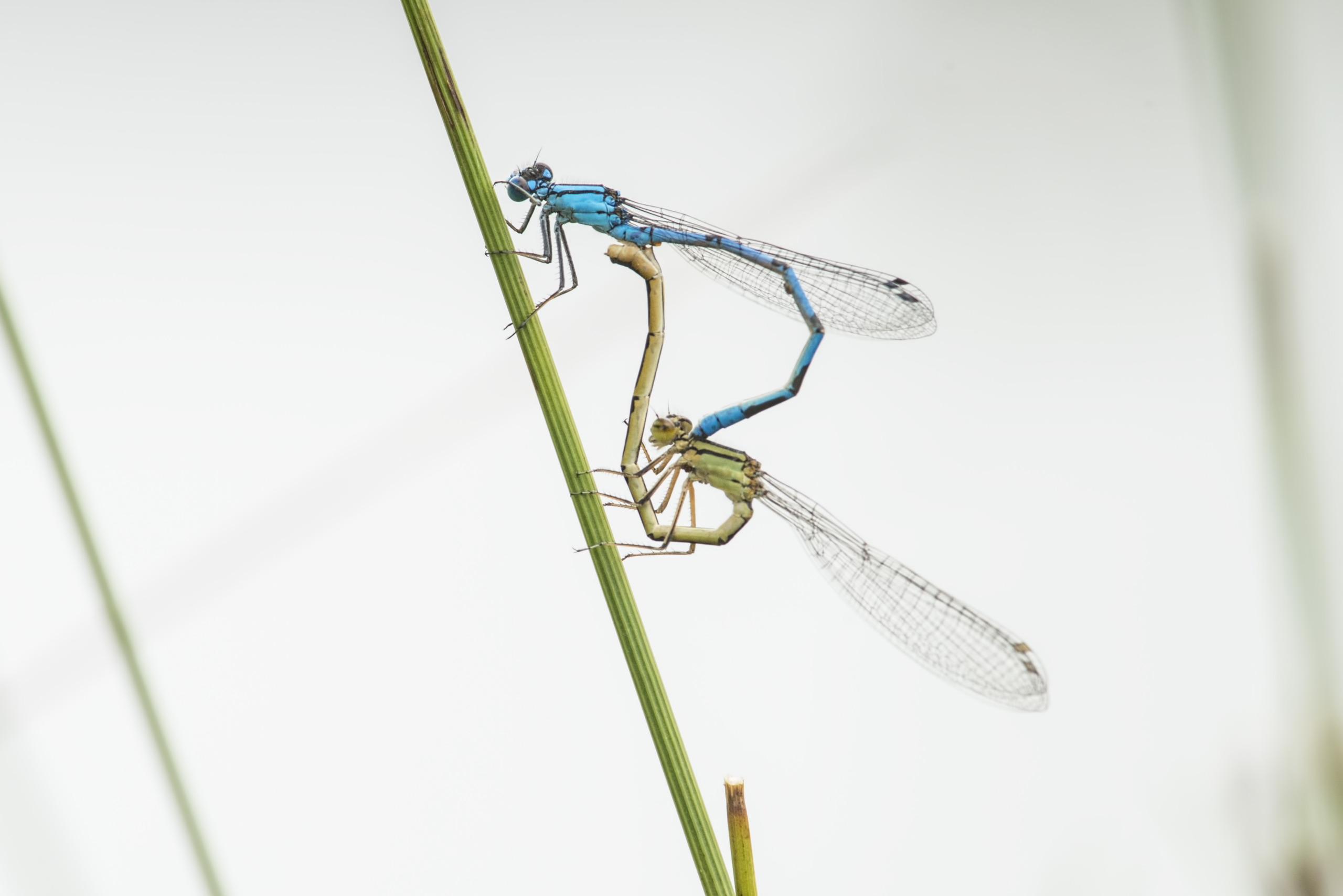 Two dragonflies, reminiscent of elegant damsels, cling in a mating position to a vertical green stem against a soft, pale background. One dragonfly is blue and the other light brown, both displaying delicate, translucent wings that capture the ethereal beauty of mythical dragons.