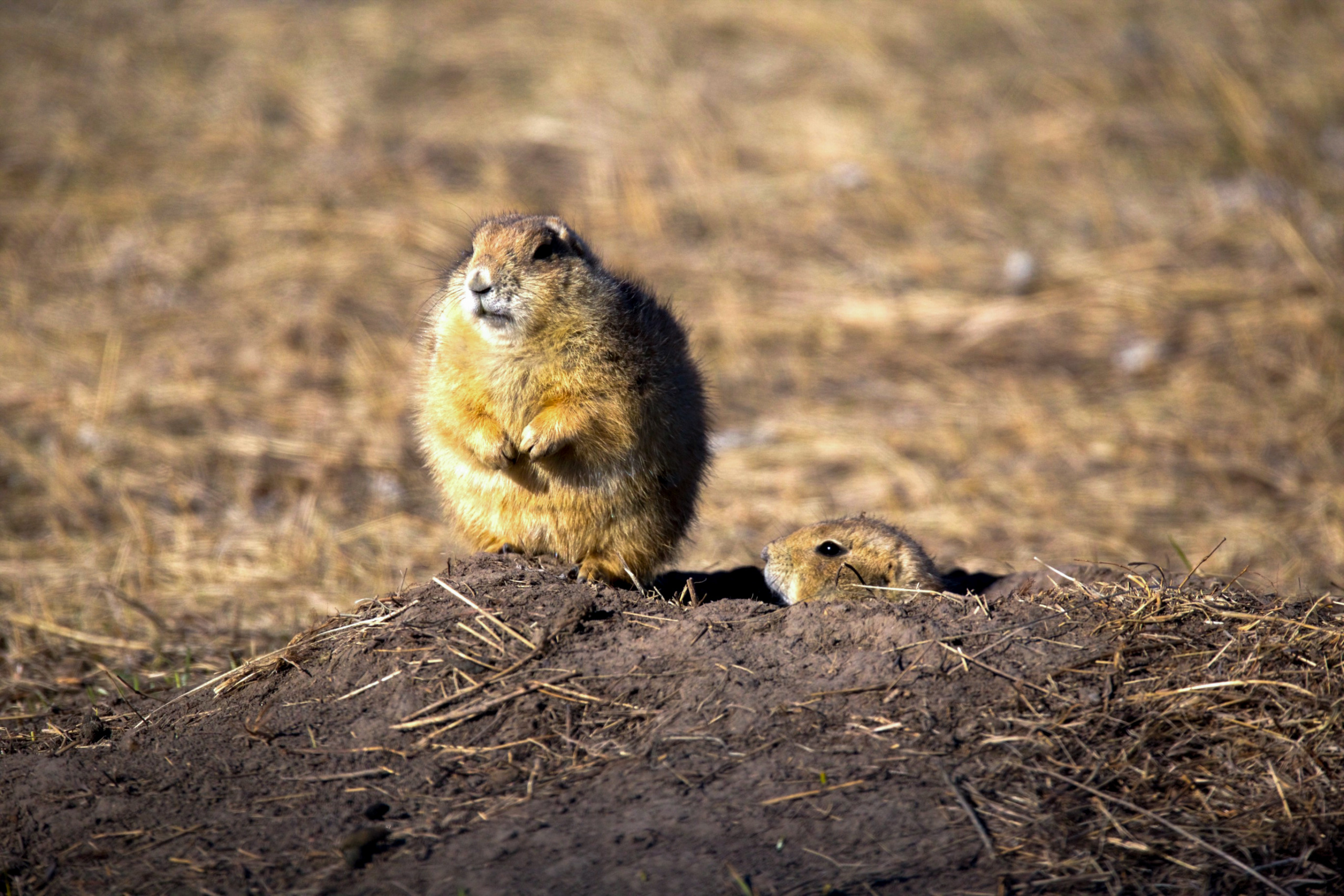 Two prairie dogs appear on a mound of dirt in a grassy field. One stands upright while the other wonders at the world, peeking its head out of a burrow nearby. The background showcases dry grass under bright sunlight, painting a wondrous picture of their wild habitat.