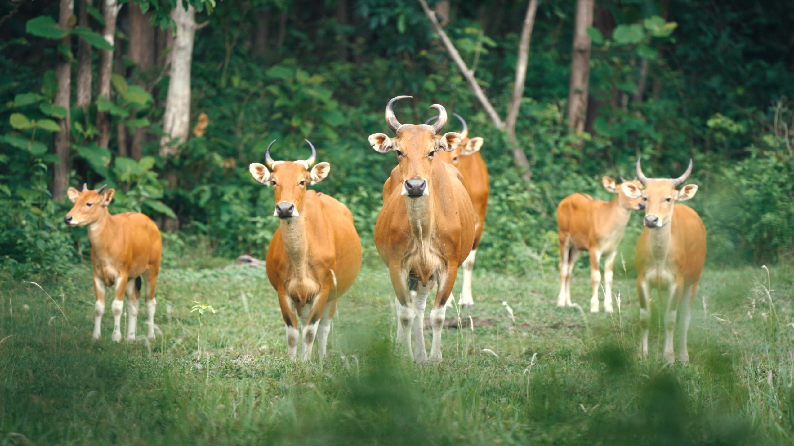 A group of five brown cows stands on a grassy field in Kui Buri, set against a lush forested background. The cows, some with horns, gaze forward attentively. The tranquil scene is embraced by the vibrant green vegetation surrounding the animals.