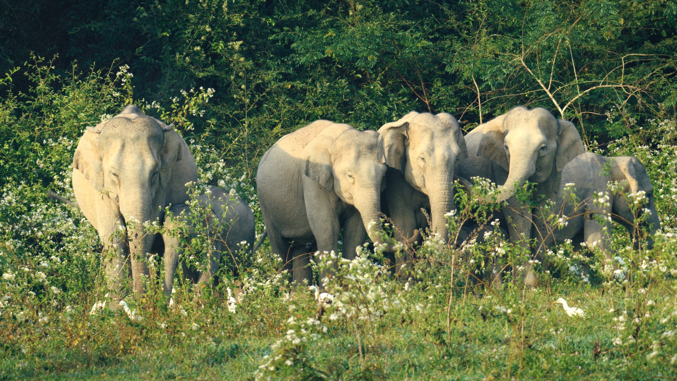 In the lush, green expanse of Kui Buri, a group of elephants stands closely together. White flowers and vibrant vegetation surround them, with calmness in their demeanor as they bask in the partial shade of trees in this serene forest haven.