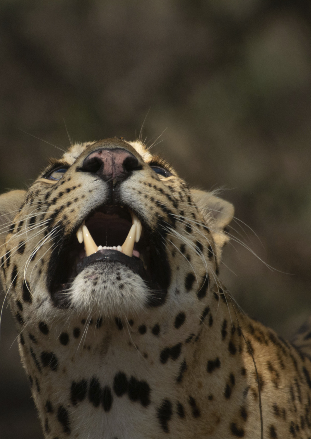 A close-up of a fierce leopard with its mouth open, displaying sharp teeth. Its piercing eyes are focused upwards, and its beautifully spotted coat stands out against the dark, blurred background.