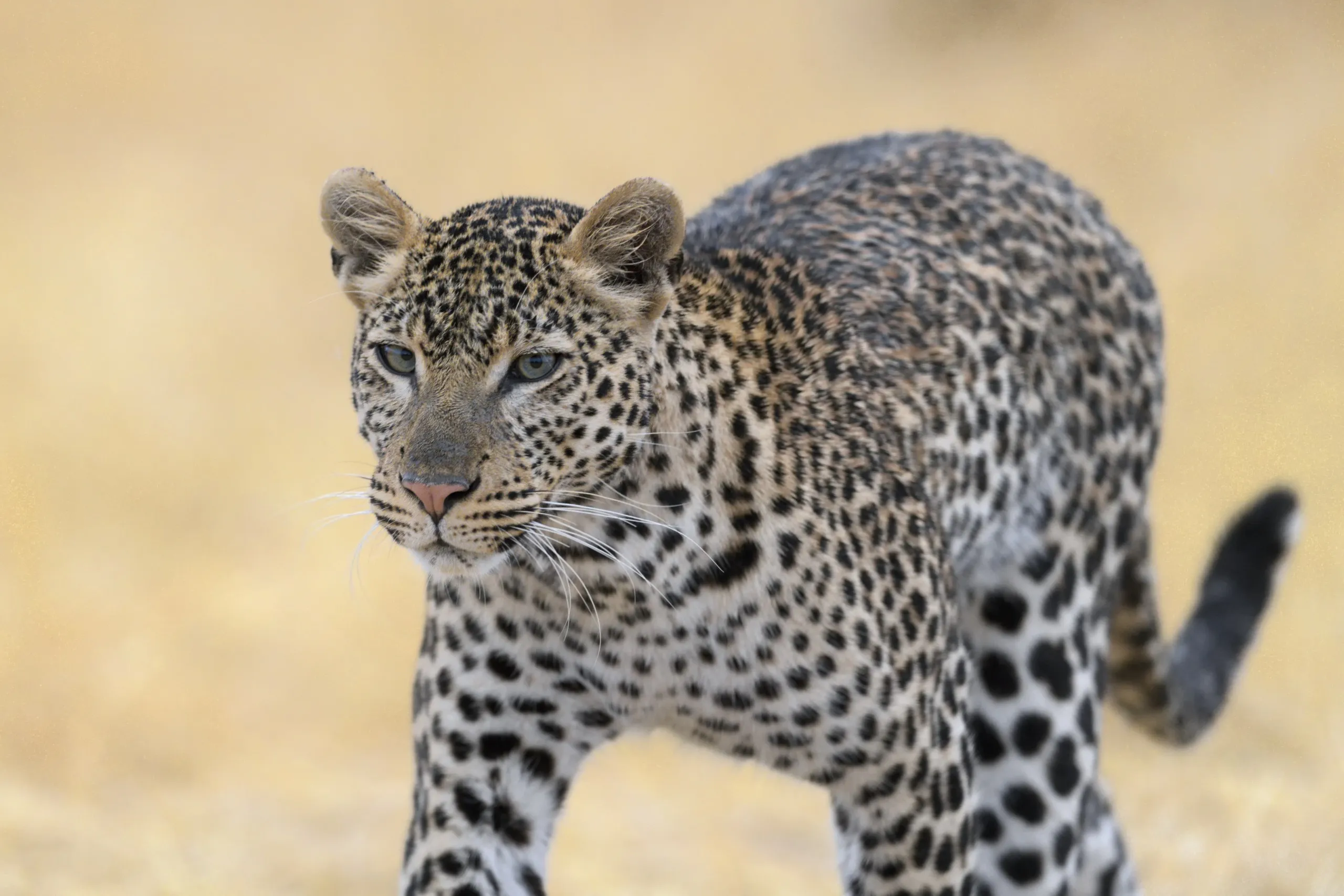 A leopard with a spotted coat stands alert on a blurred, light-colored background, possibly a savannah. Its focused gaze and forward stance suggest it is attentive or stalking, much like a lion on the prowl.