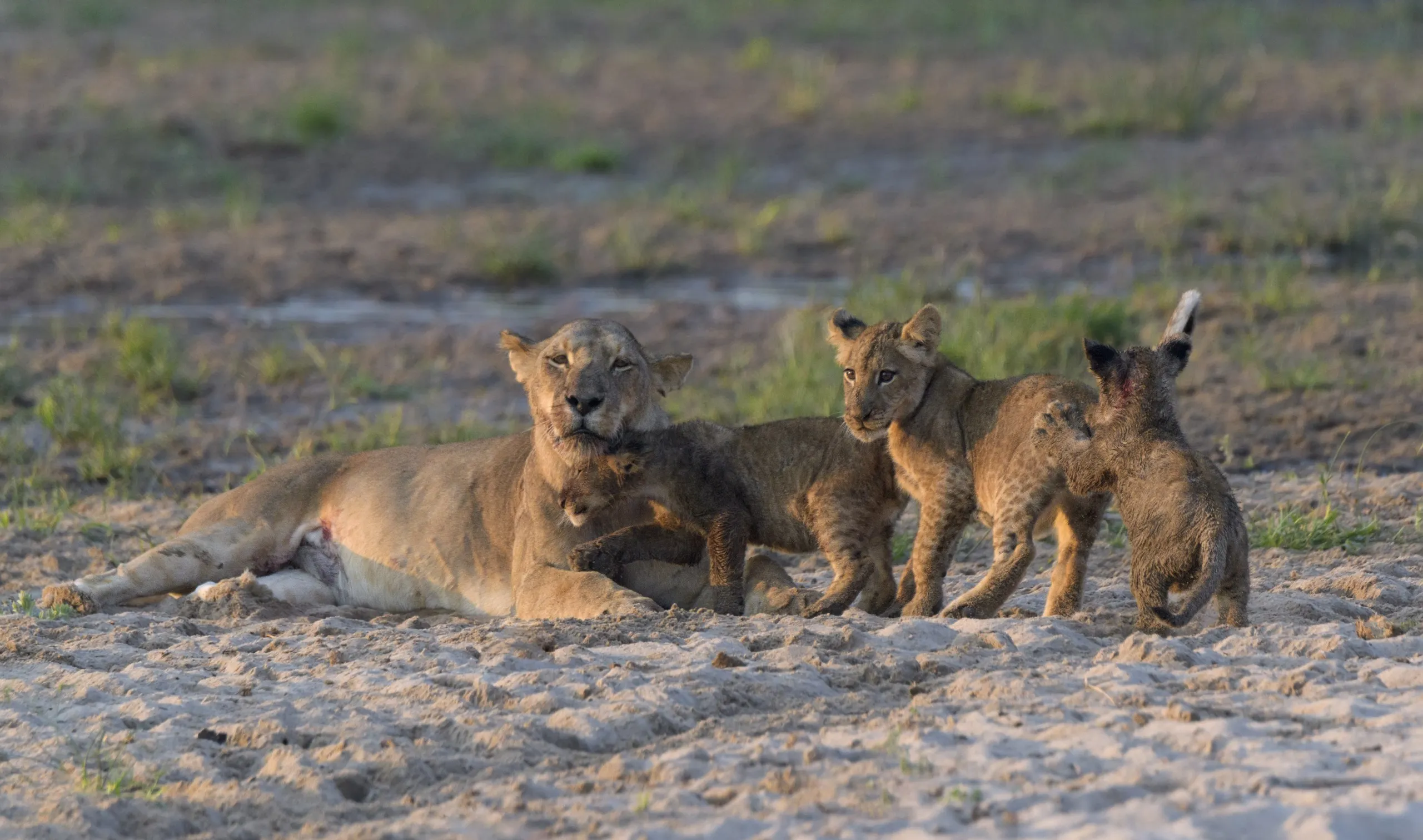 A lioness is resting on the sandy ground with her three playful lion cubs around her in a grassy area. One lion cub is cuddling up to her, while the other two stand nearby on the sand. The scene is calm and natural.