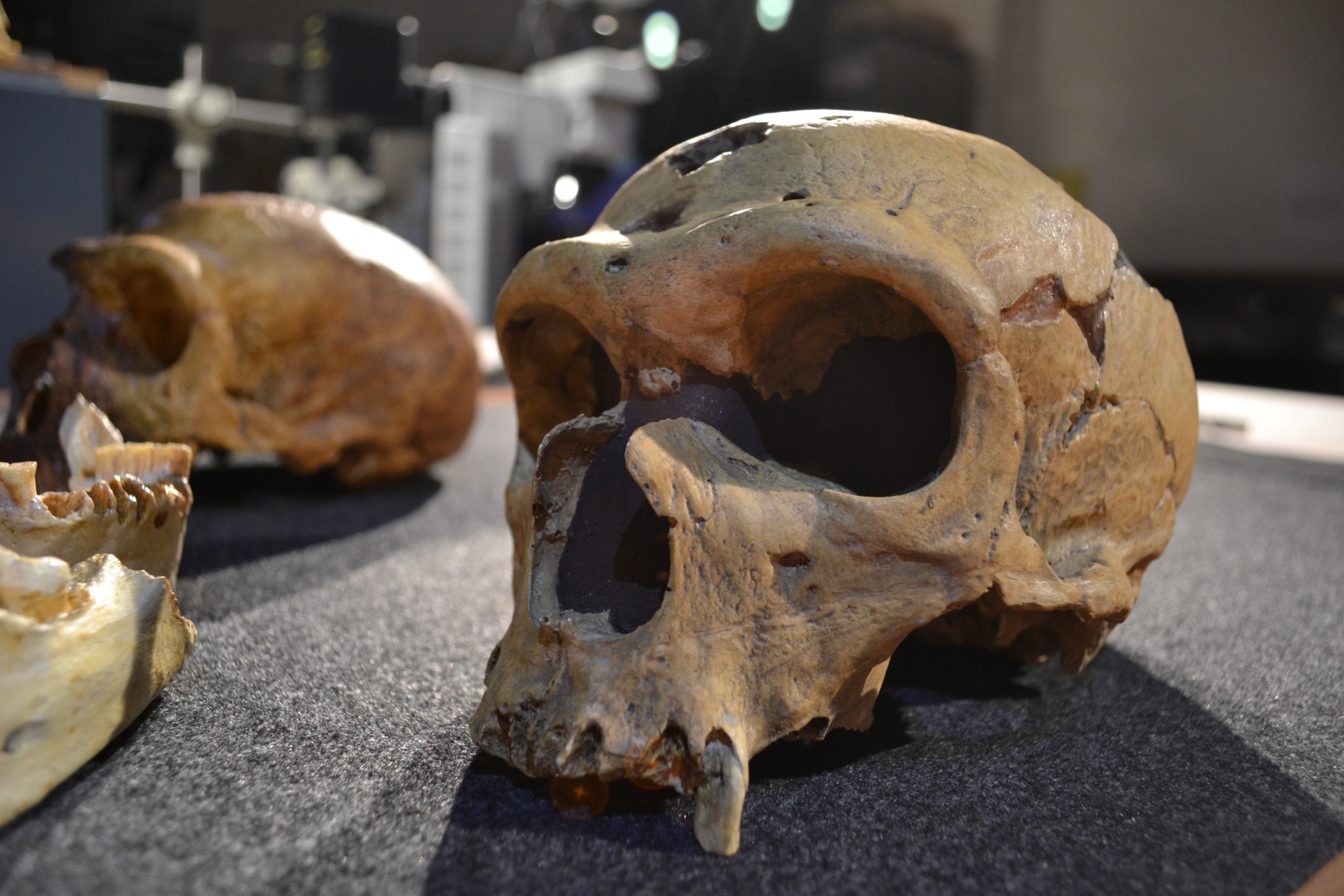 A close-up of an ancient Neanderthal skull displayed on a dark surface reveals its significant wear, with large eye sockets and a pronounced brow ridge. Another partial skull and jawbone lie in the background, slightly out of focus, hinting at a dark secret from the past.