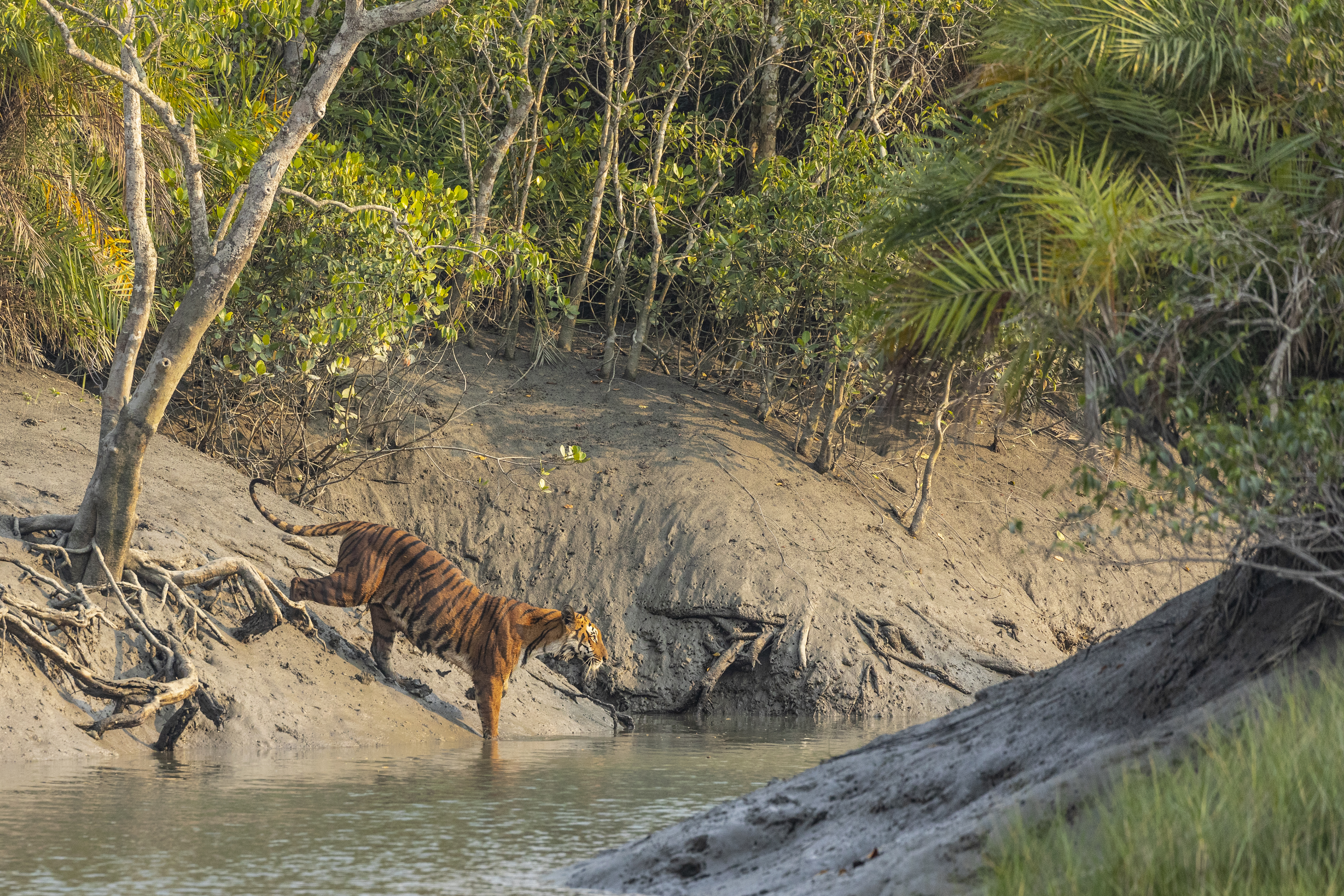 A Bengal tiger steps into a river from a muddy bank in a dense, green mangrove forest, with sunlight filtering through the trees, evoking an untamed beauty reminiscent of the New World.
