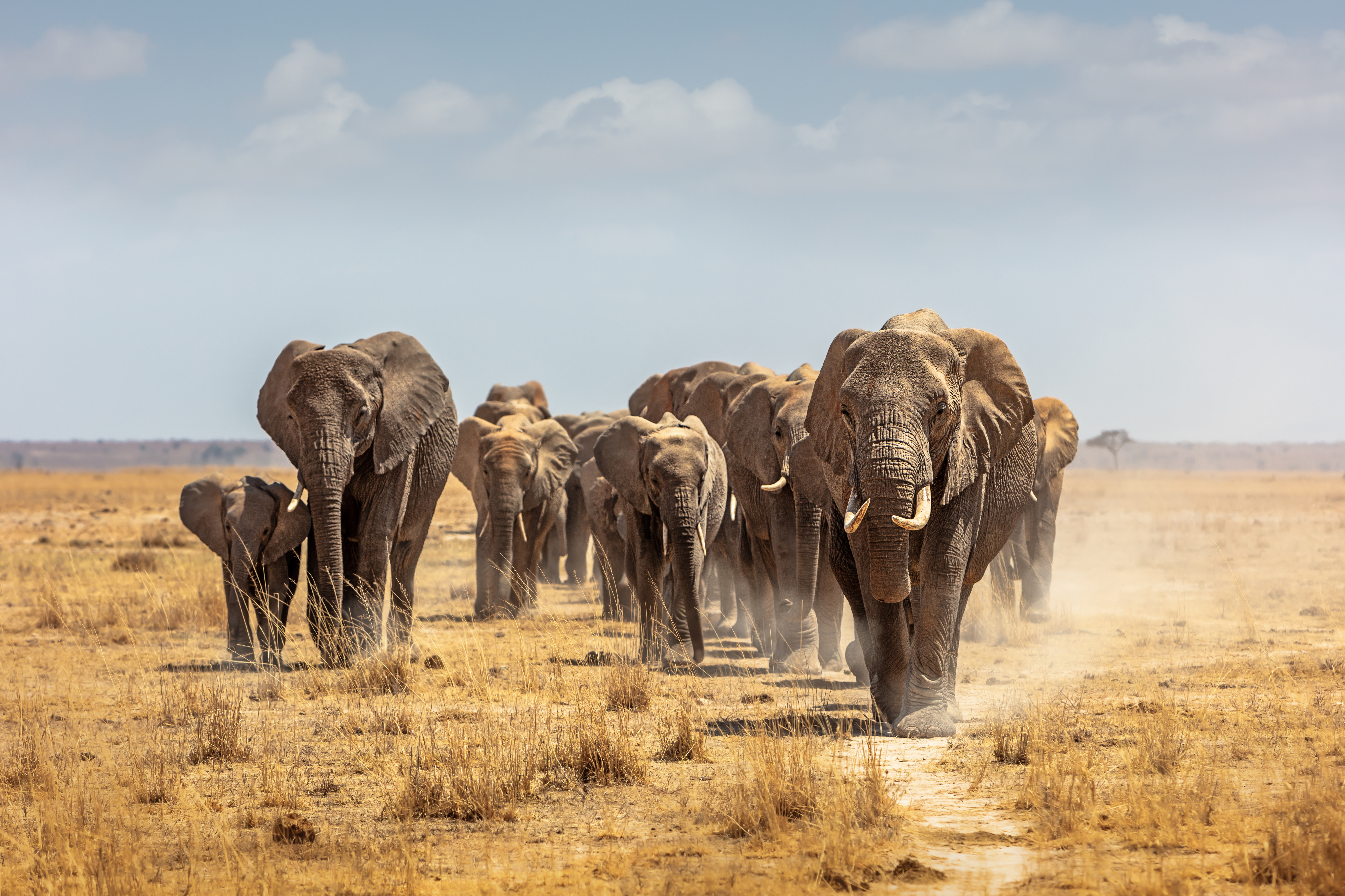 A herd of elephants walks across a dry, dusty savanna under a partly cloudy sky, evoking the spirit of discovery in this New World landscape, with the largest elephant leading and others following closely behind.
