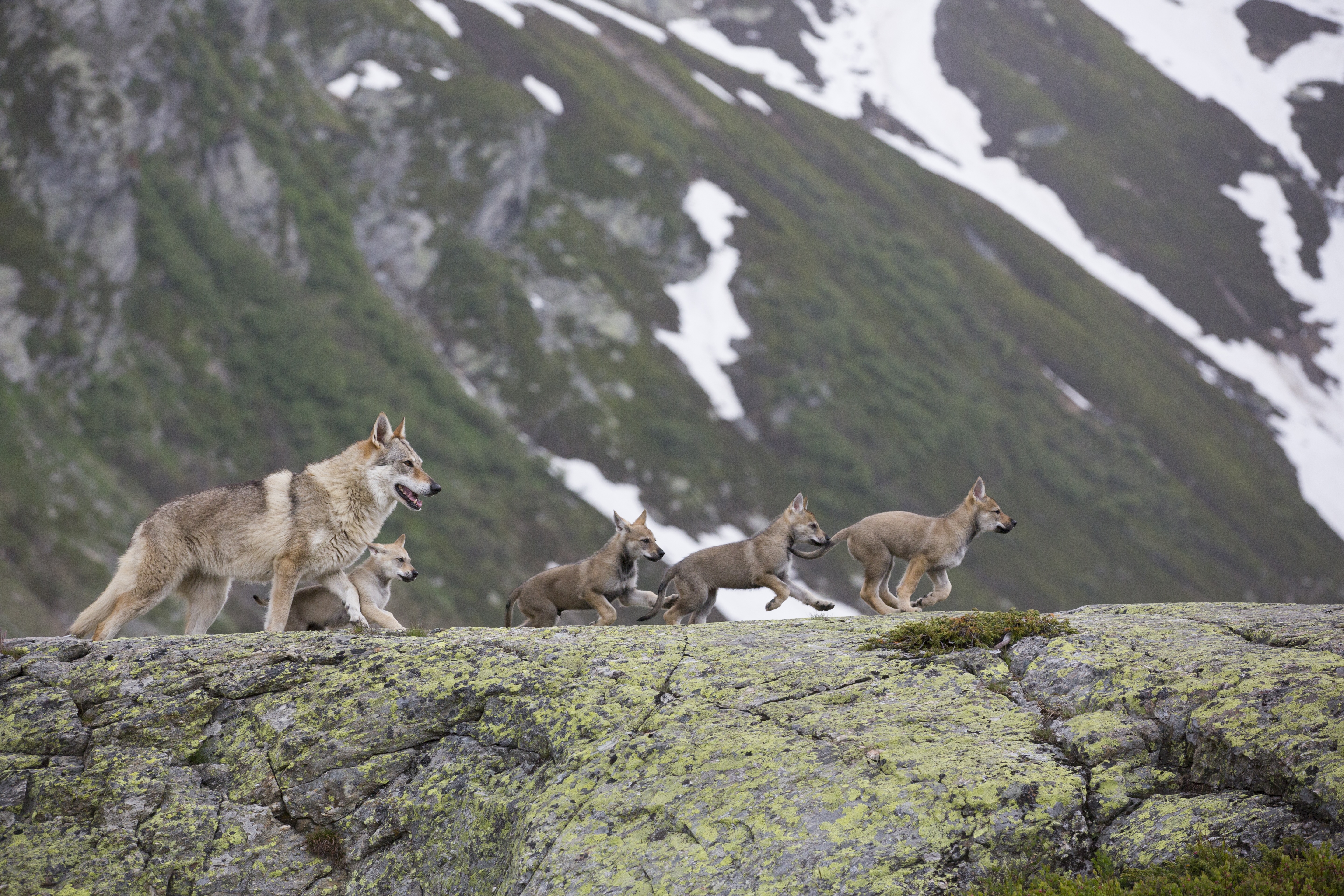 A wolf and four wolf pups walk and play along a mossy, rocky ledge in the New World, with snow-dusted mountains and patches of greenery in the background.