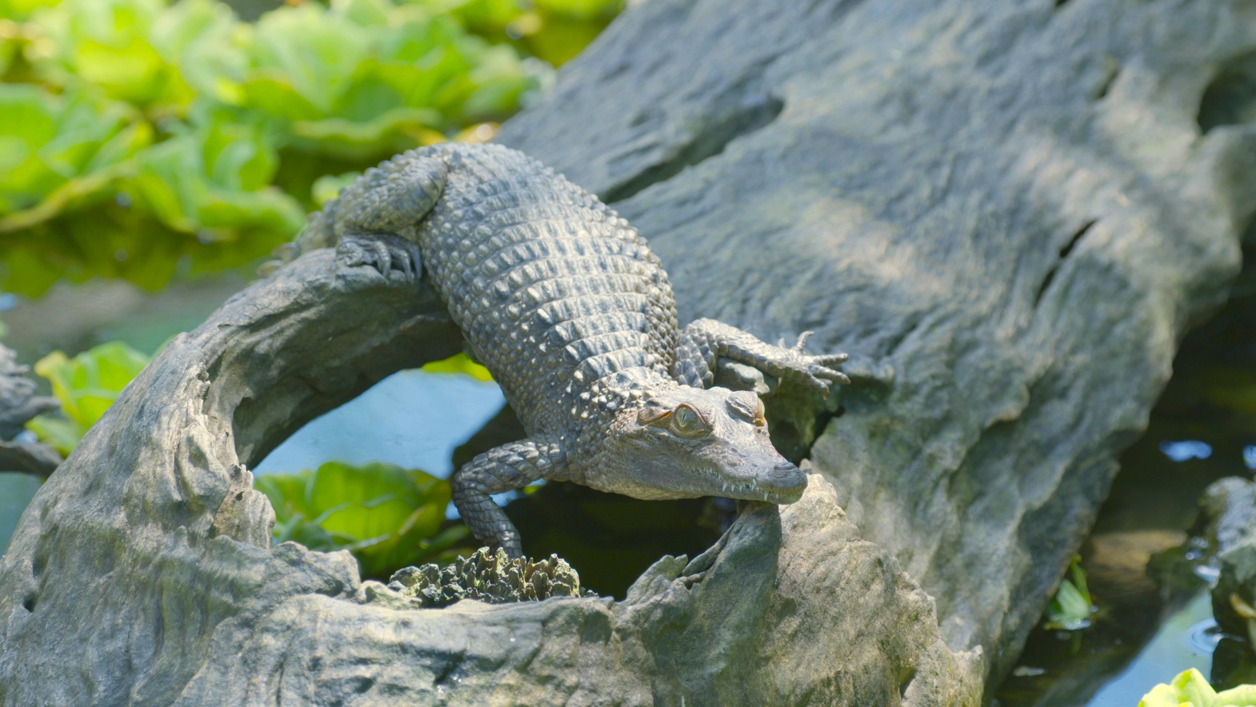 A small crocodile from the Philippines is perched on a hollow log above a pond with green aquatic plants. The sunlight highlights the texture of its scaly skin as it gazes alertly to the side.