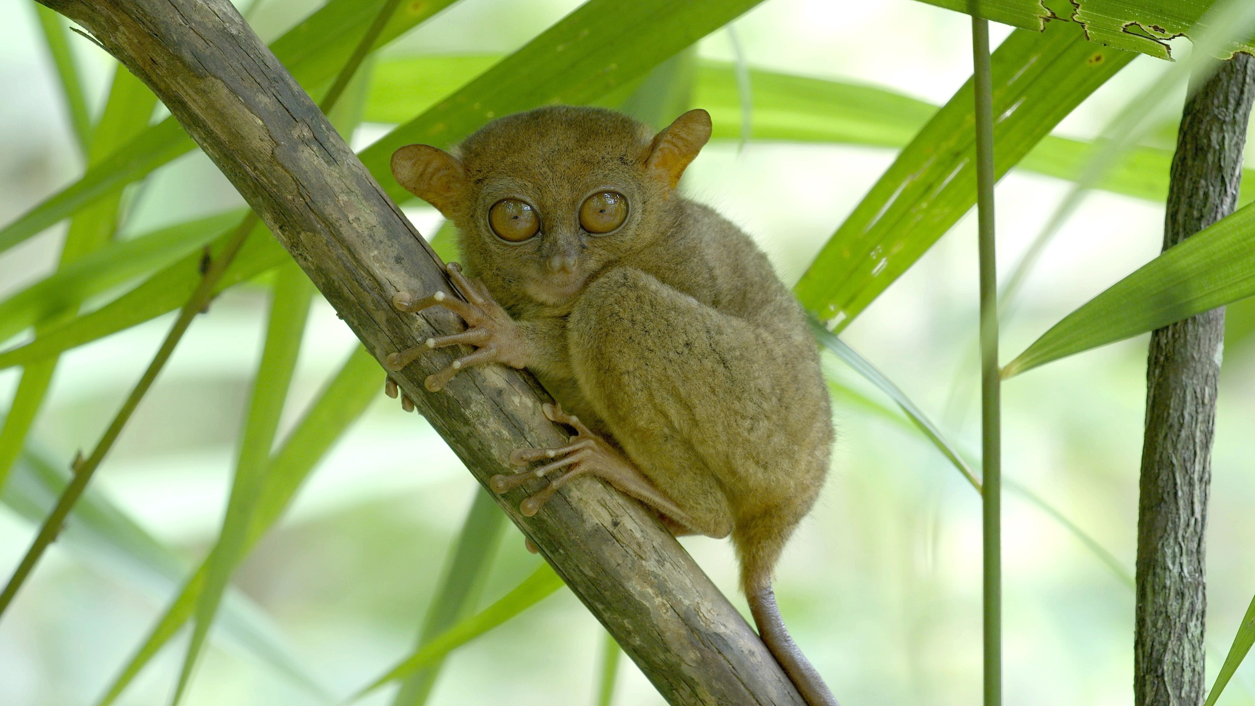 A small tarsier clings to a tree branch surrounded by lush green foliage in the Philippines. Its wide eyes and tiny body are prominent, highlighting its distinctive appearance within its natural habitat.