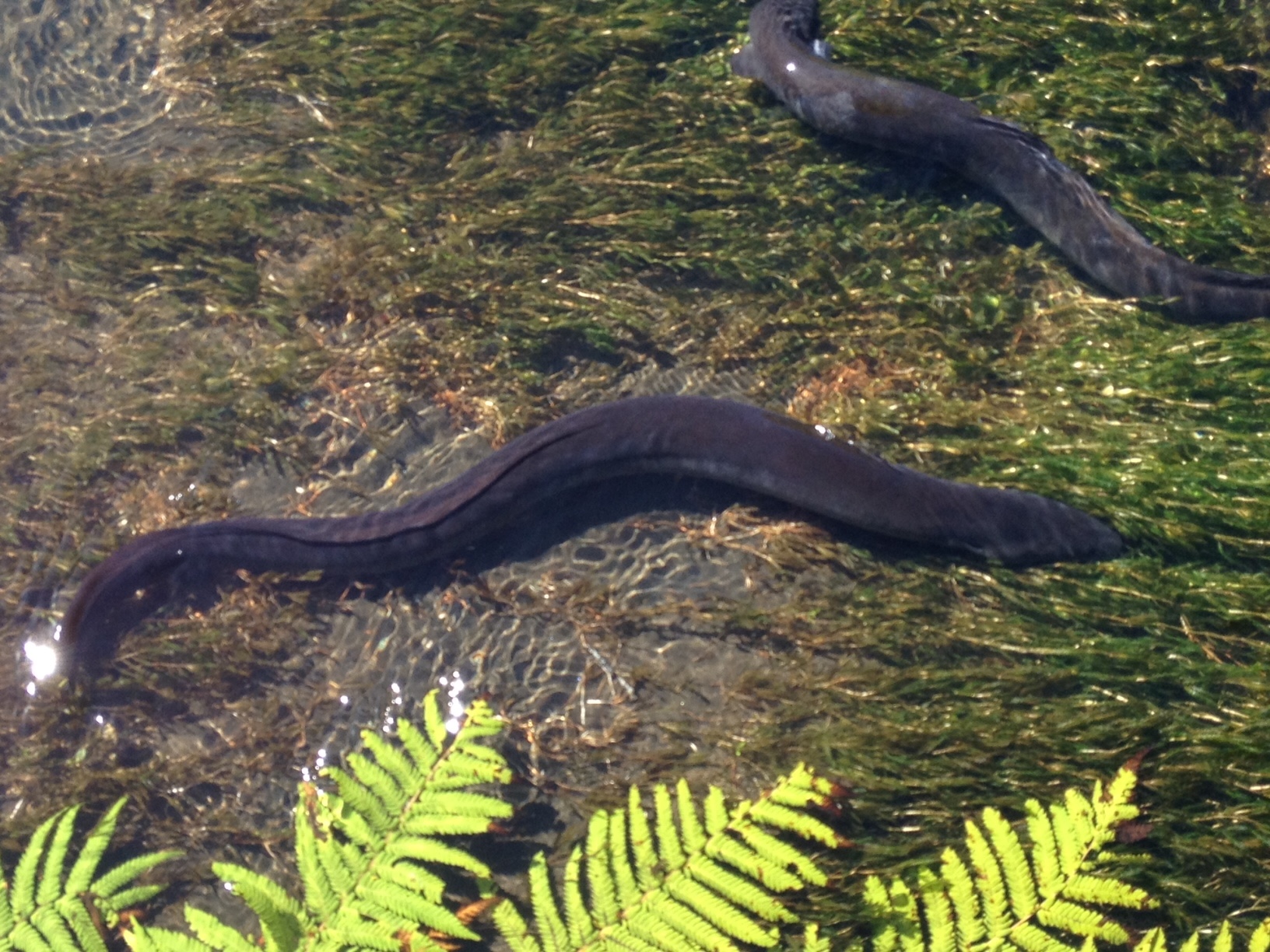 Two dark eels glide gracefully over green aquatic plants in clear water, with a few fern leaves accentuating the serene scene in the foreground.